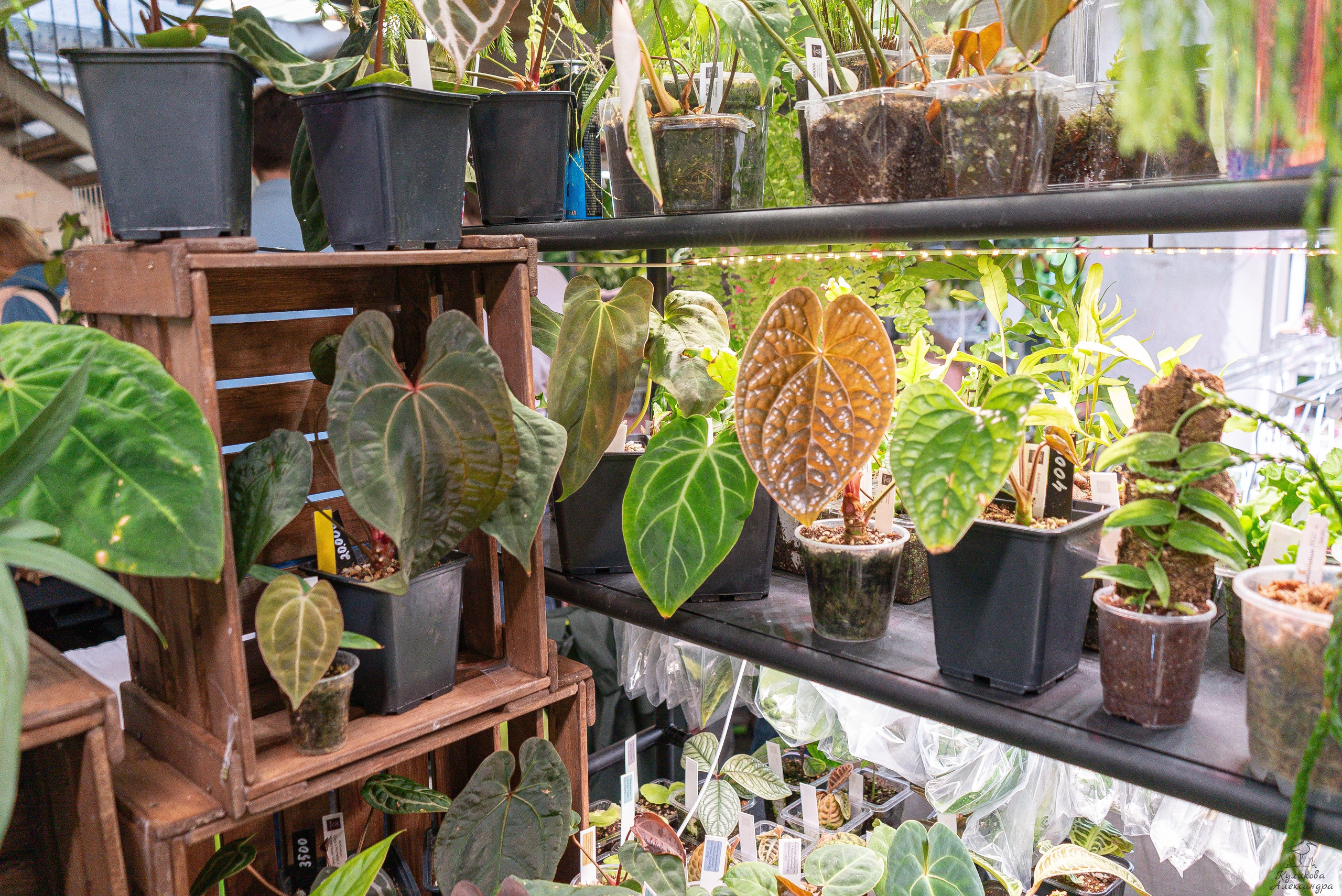 Гроубокс Артплей апрель. Александра Куликова фотограф, Москва