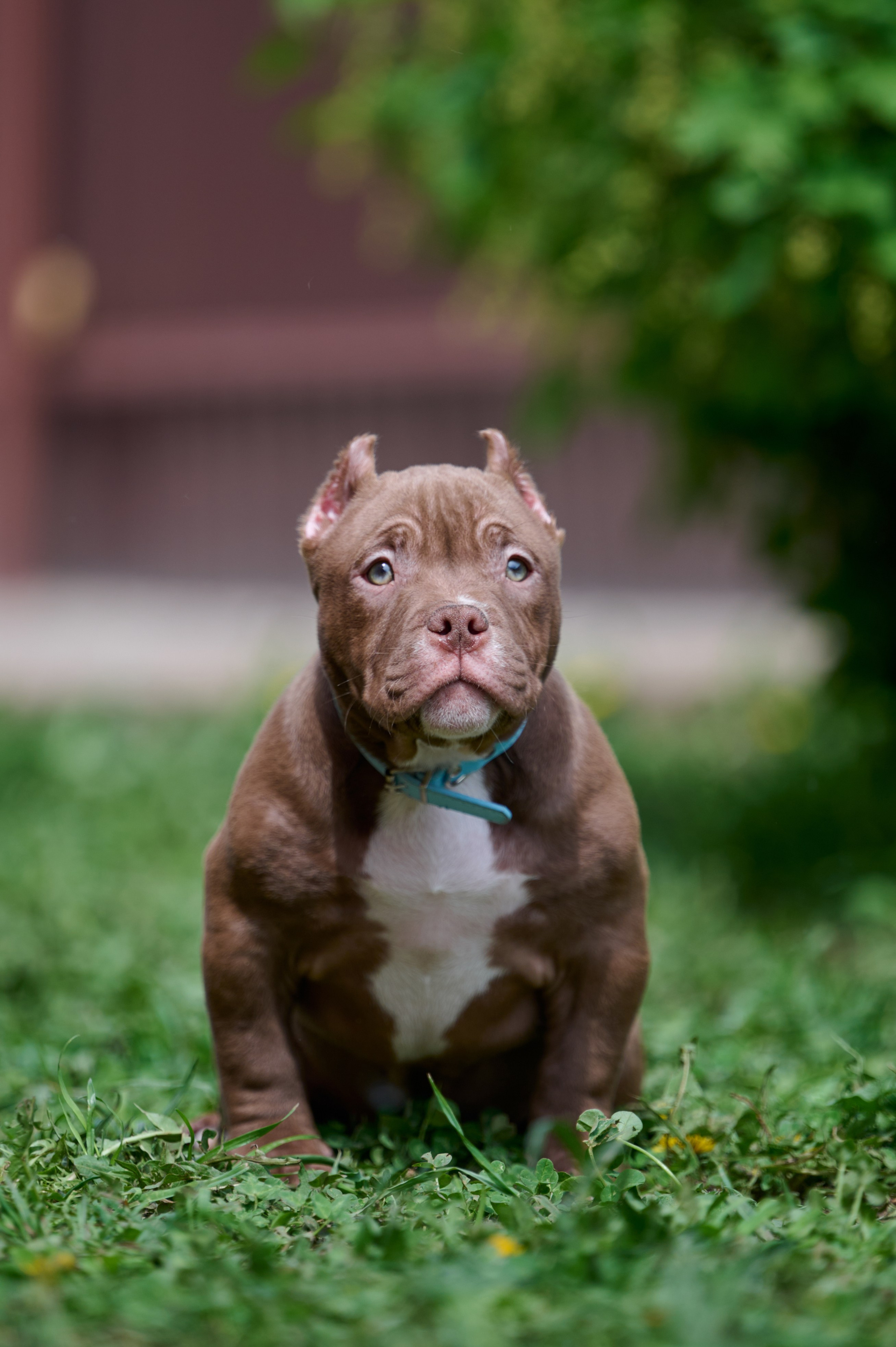 Щенки и котята на улице. Фотограф анималист в Казани Алина Сулейманова. Фотограф животных