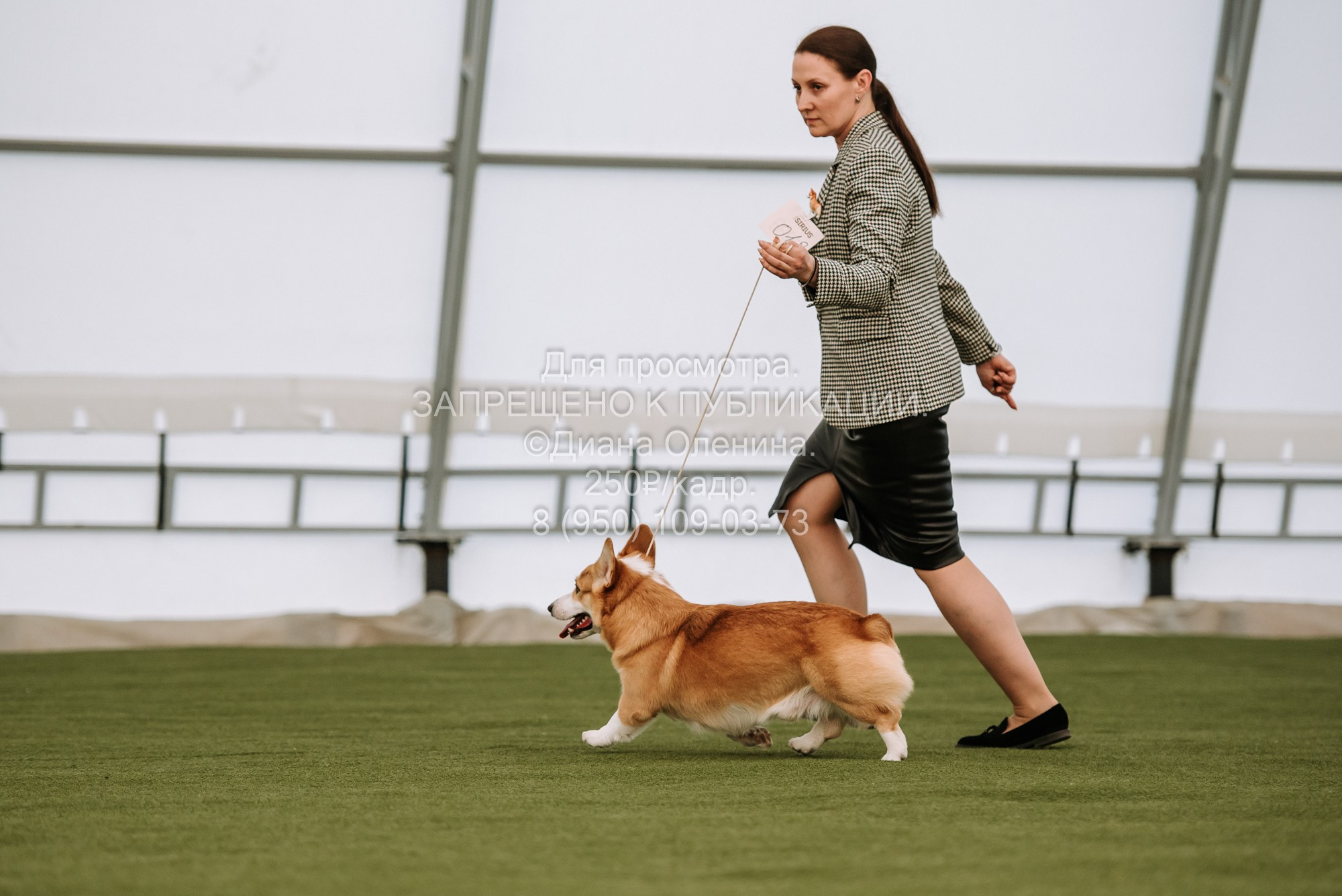 Выставка собак Красноярск 2.06. Фотограф Диана Оленина Красноярск / Братск
