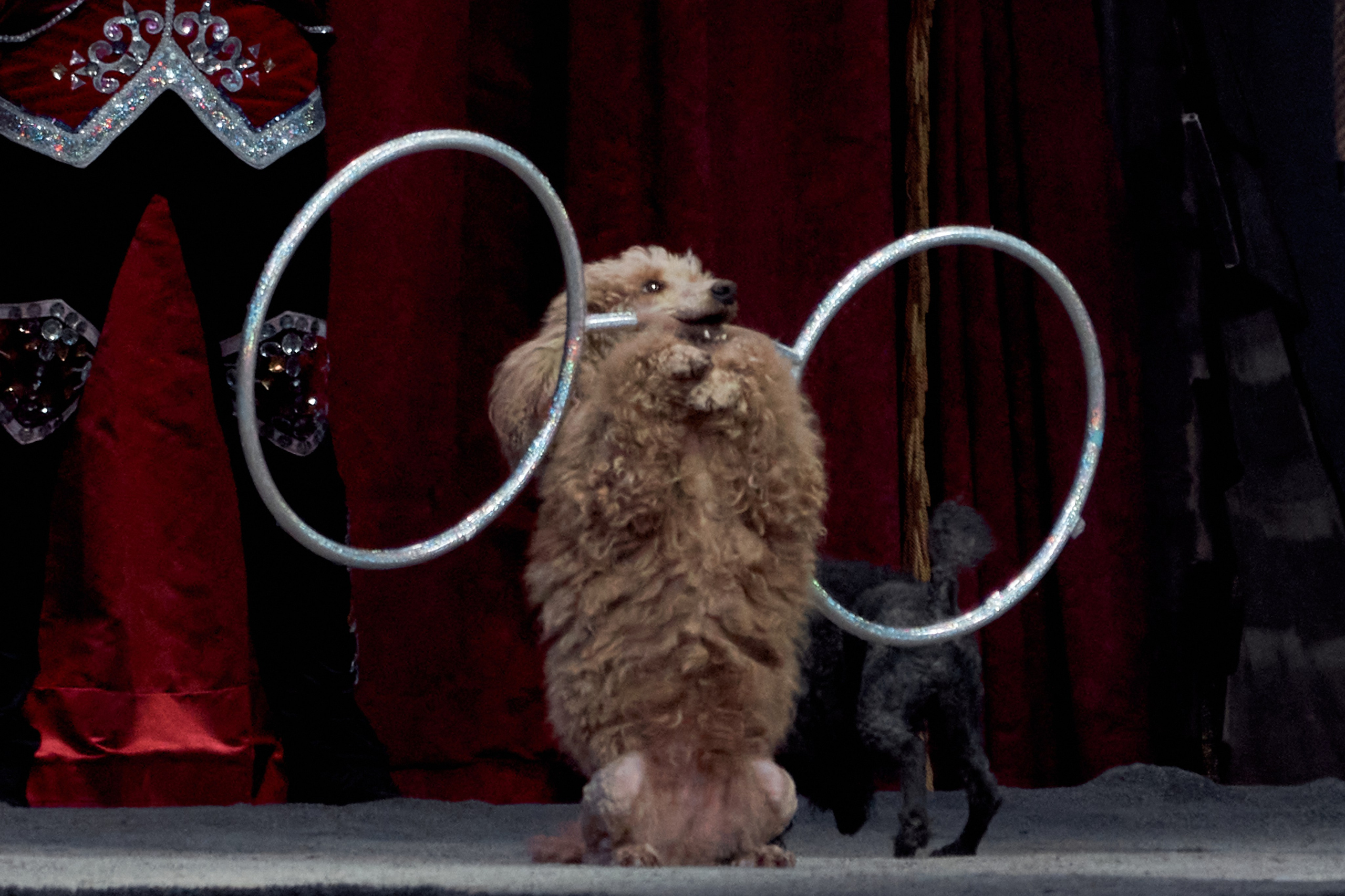 Цирк «На воде». Фотограф