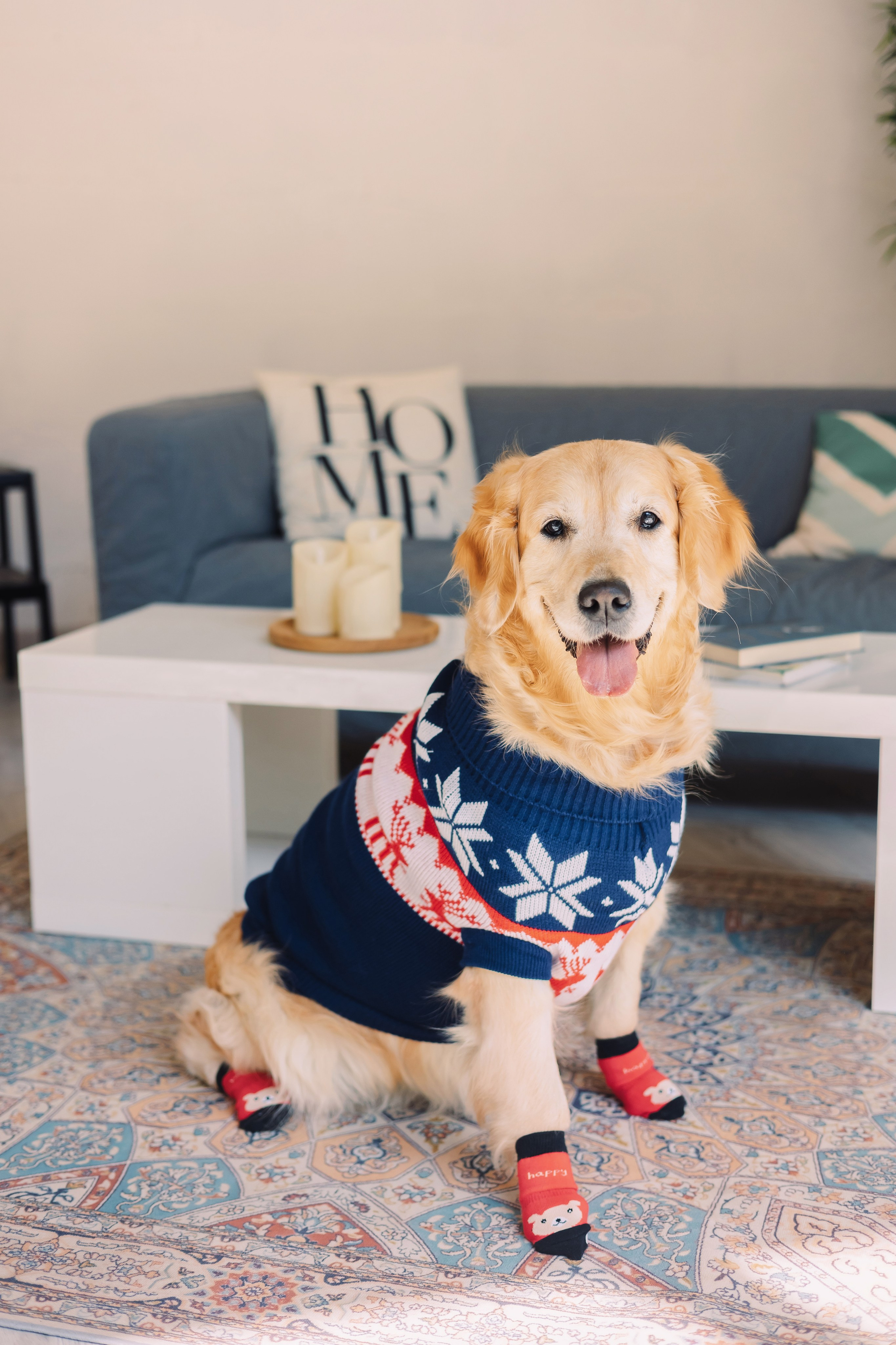 Магазин Friend of mine. Фотограф-анималист Елена Радченко, Москва