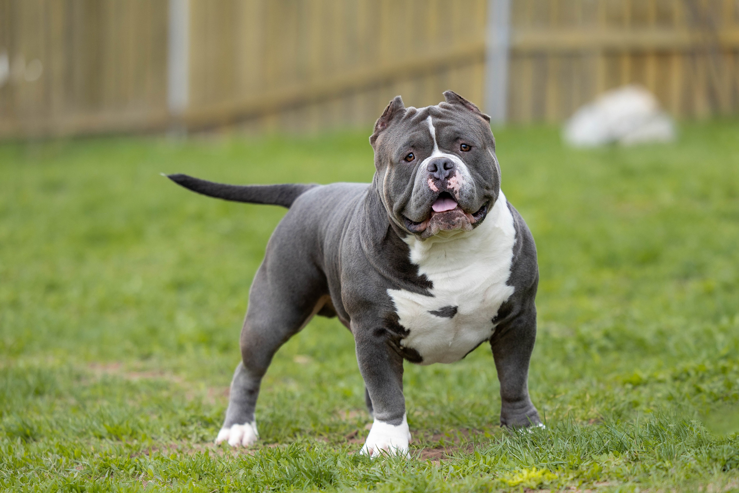 Щенки булли. Фотограф Анималист в Перми Анастасия Остерман
