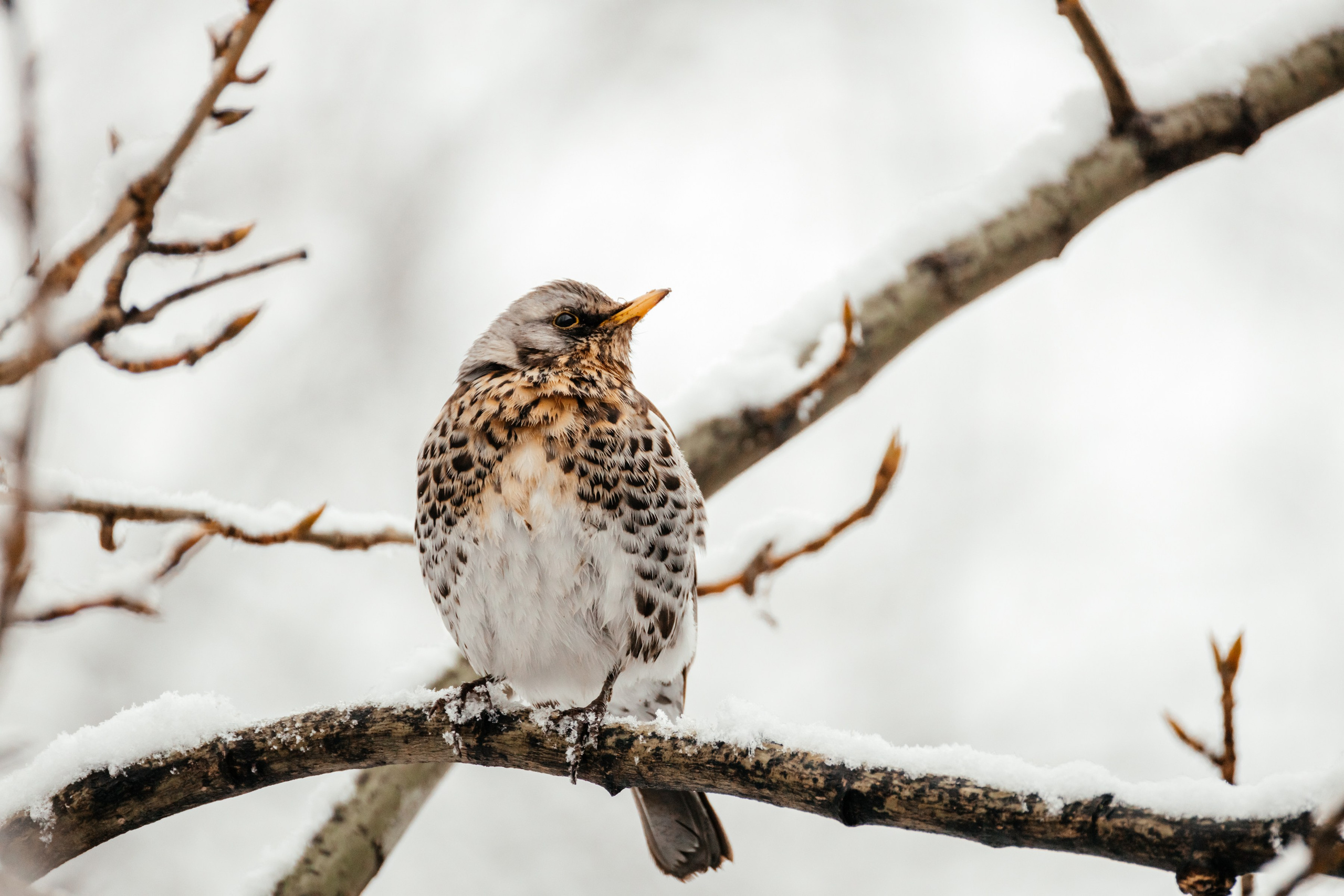 Дрозды. Фотограф в Красноярске Оксана Корчагина