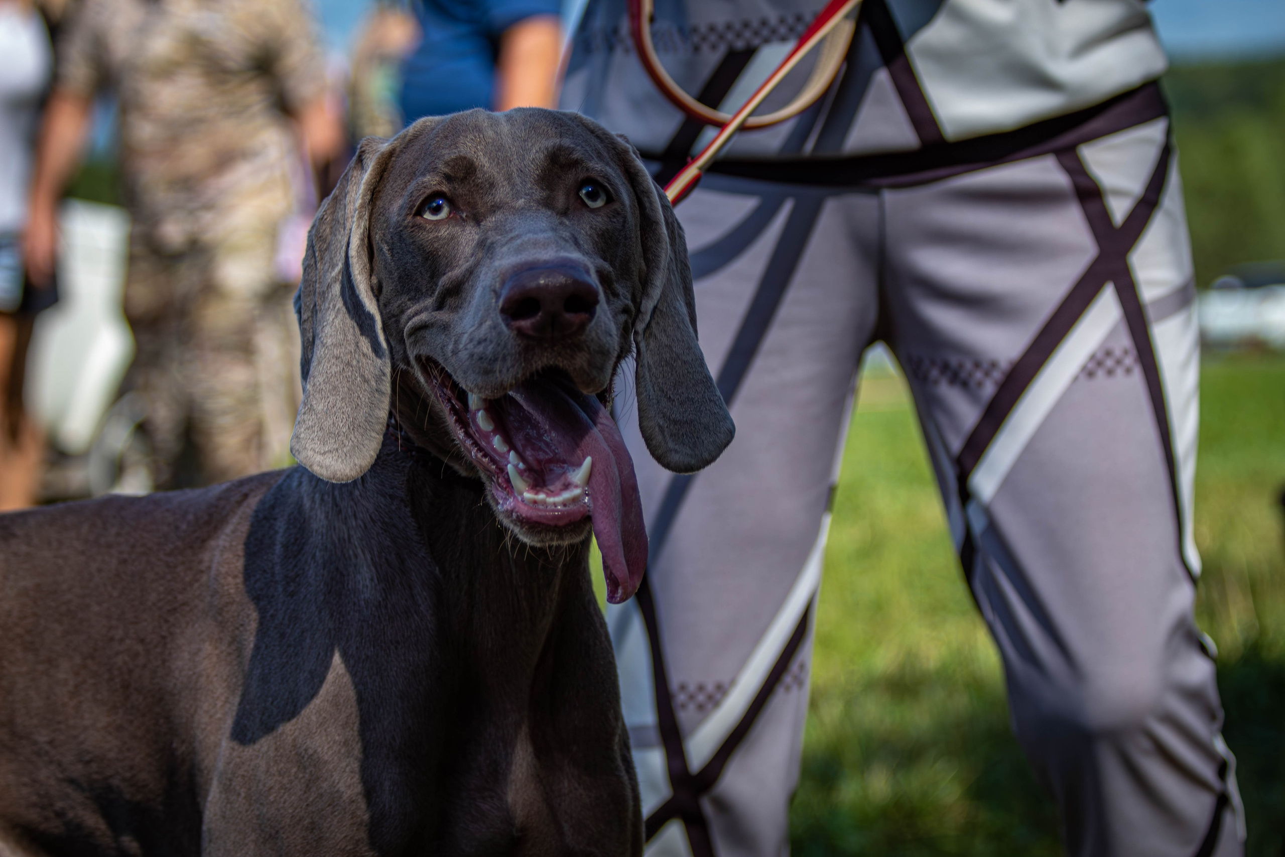 Репортажная съемка в Туле. Фотограф анималист — Тула, Москва