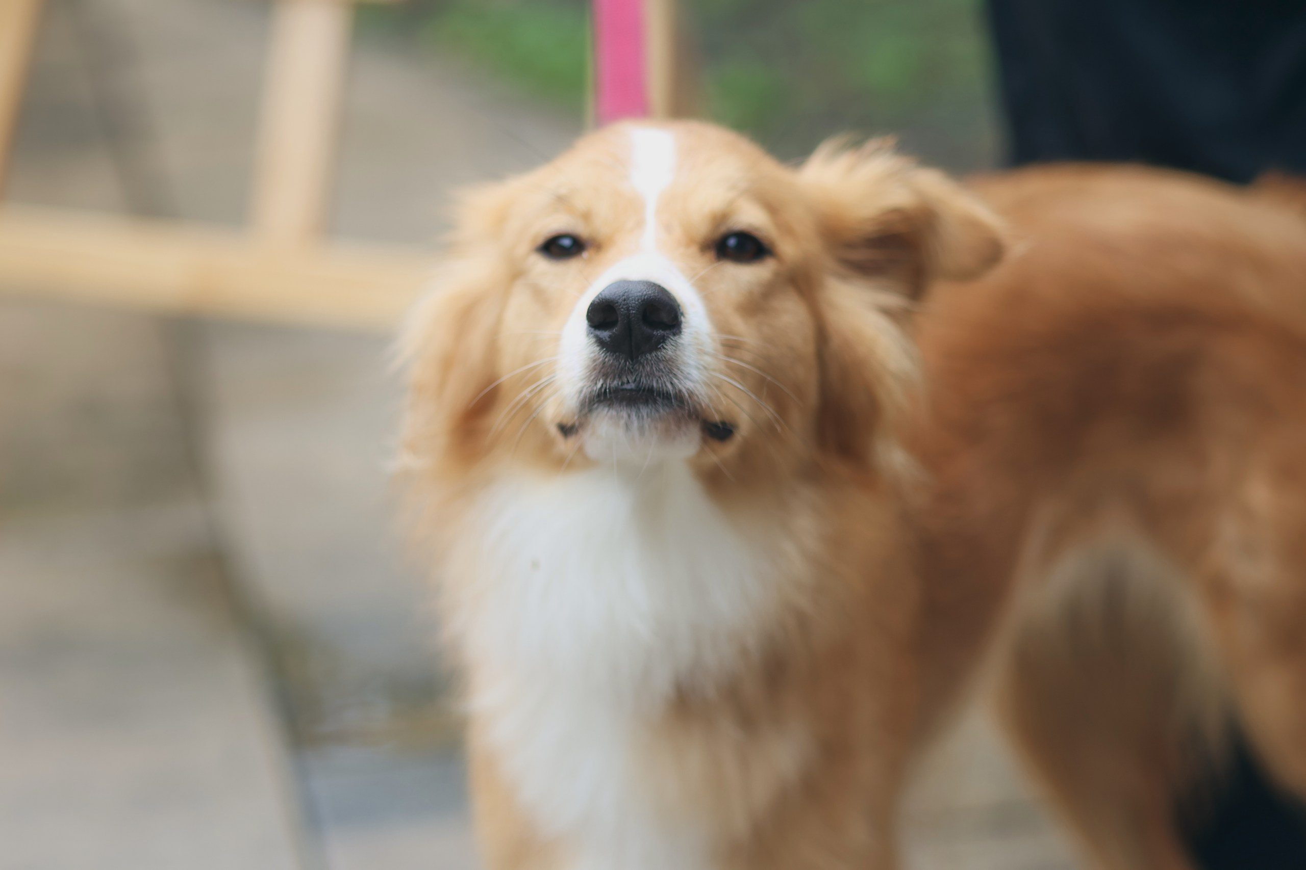 Четыре Лапы. Свадебный и репортажный фотограф Дмитрий Кононенко