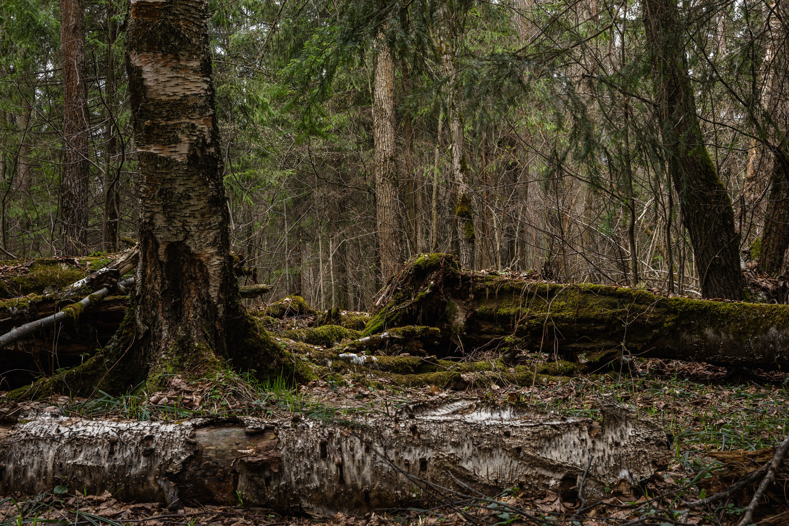 Лосиный остров. Май 2022. Фотографии