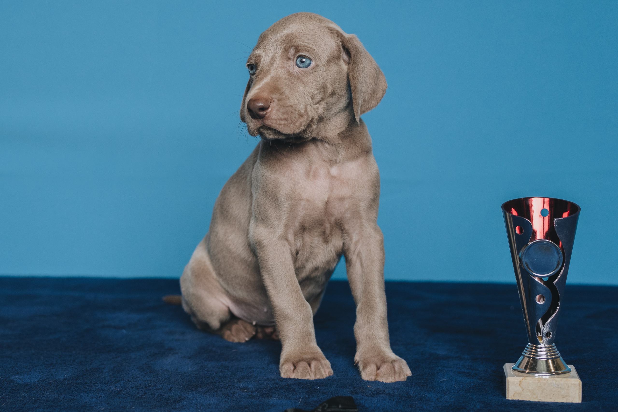 Weimaraner. Natalia Finch Photography — Family, Kids & Pet Photographer in Chicago, IL