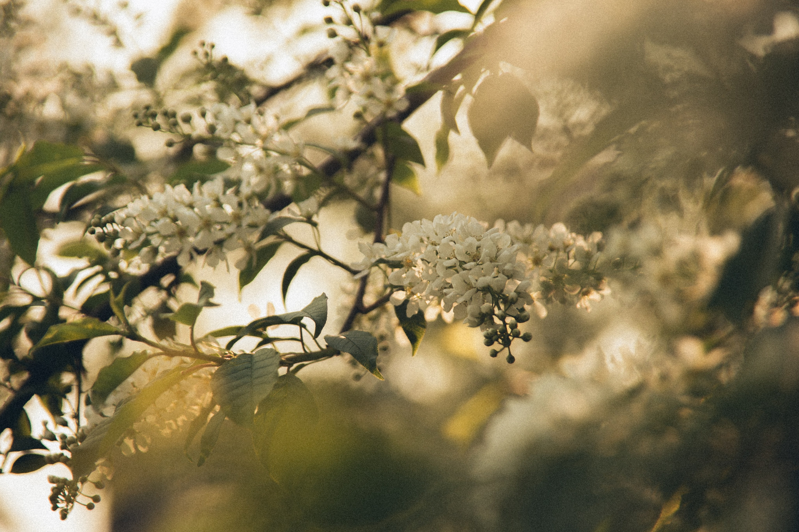 Природа. Darinishna Фэнтези-фотограф Хабаровск