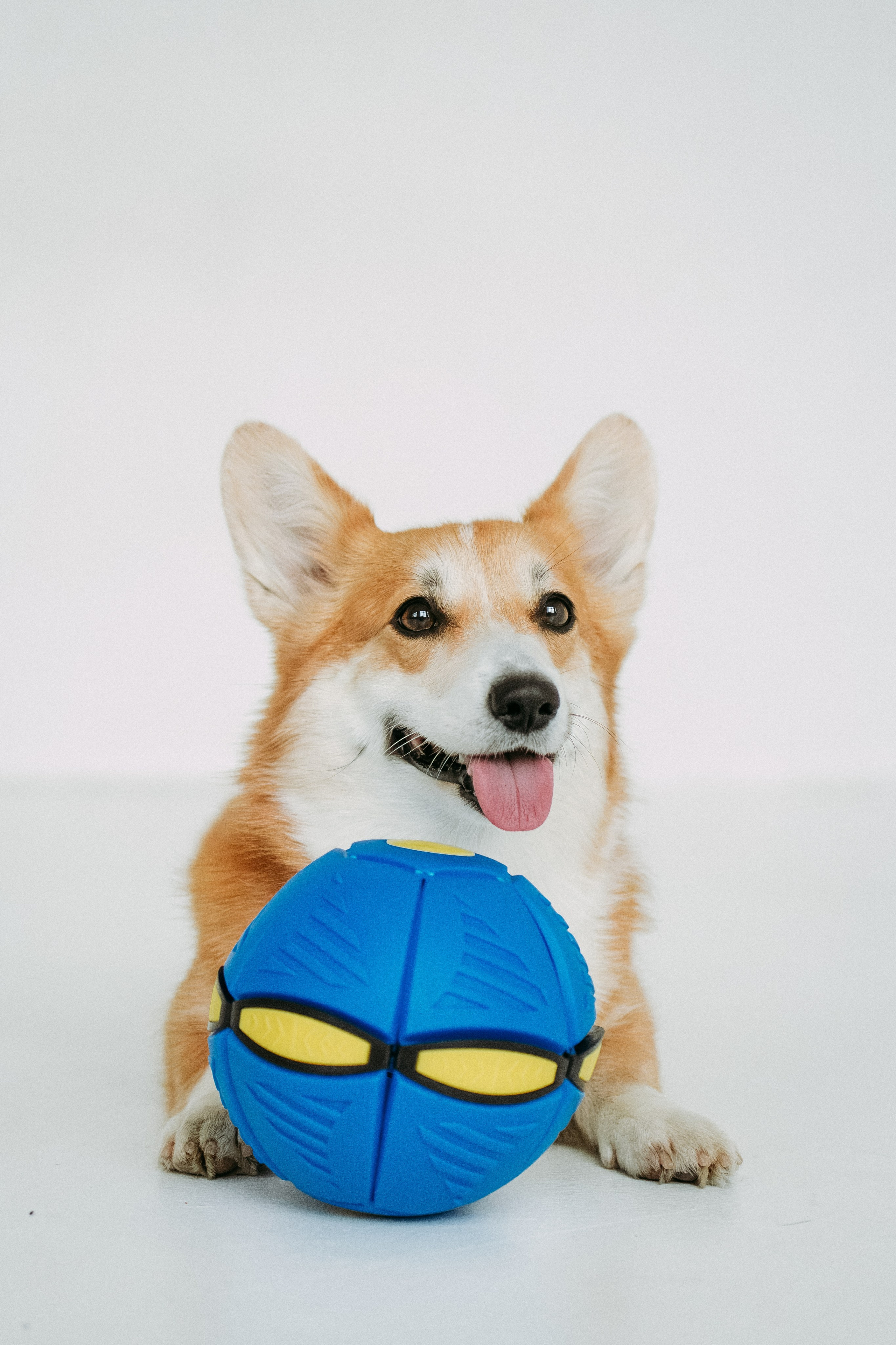 Мячи-попрыгуны. Фотораф — анималист Мария Шистка