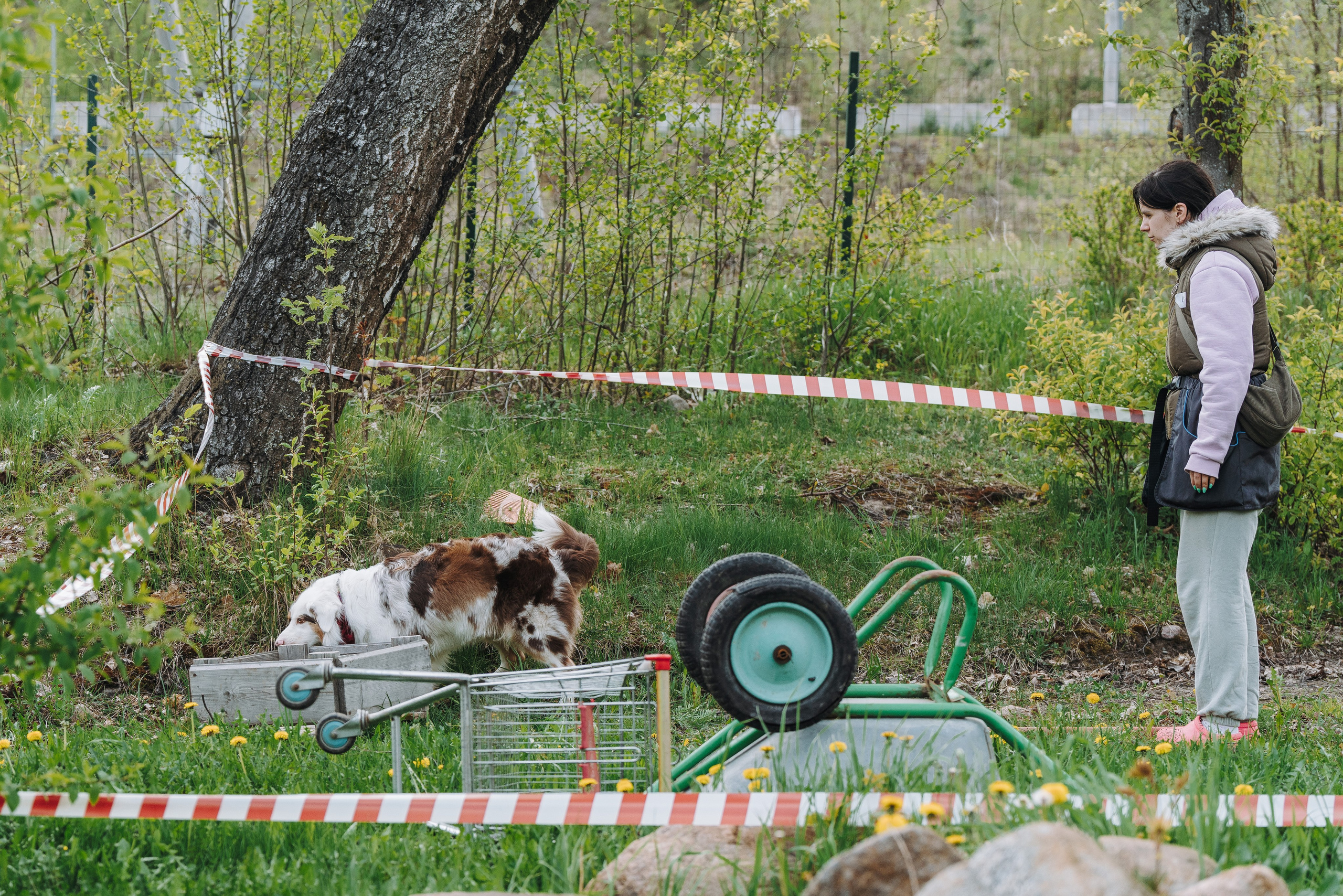 Соревнования по ноузворку в Лосево. Фотограф анималист в Спб недорого Олеся Майорова