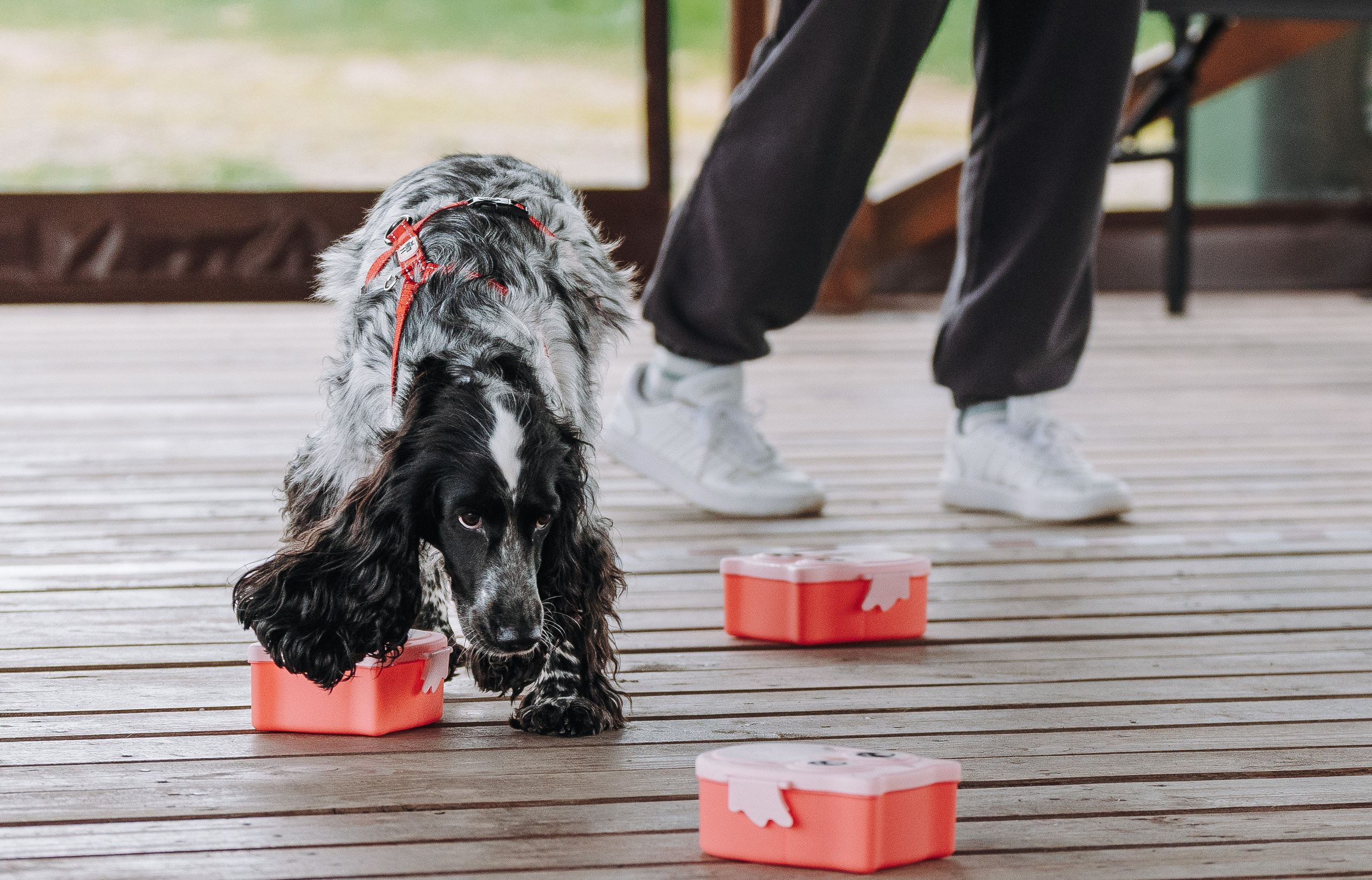 Соревнования по ноузворку в Лосево. Фотограф анималист в Спб недорого Олеся Майорова