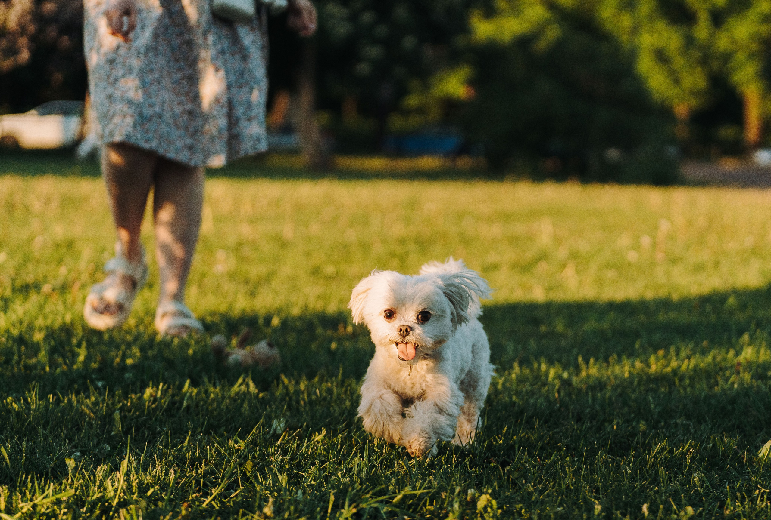 Фотосессия с питомцем в центре Санкт-Петербурга. Фотограф анималист в Спб недорого Олеся Майорова