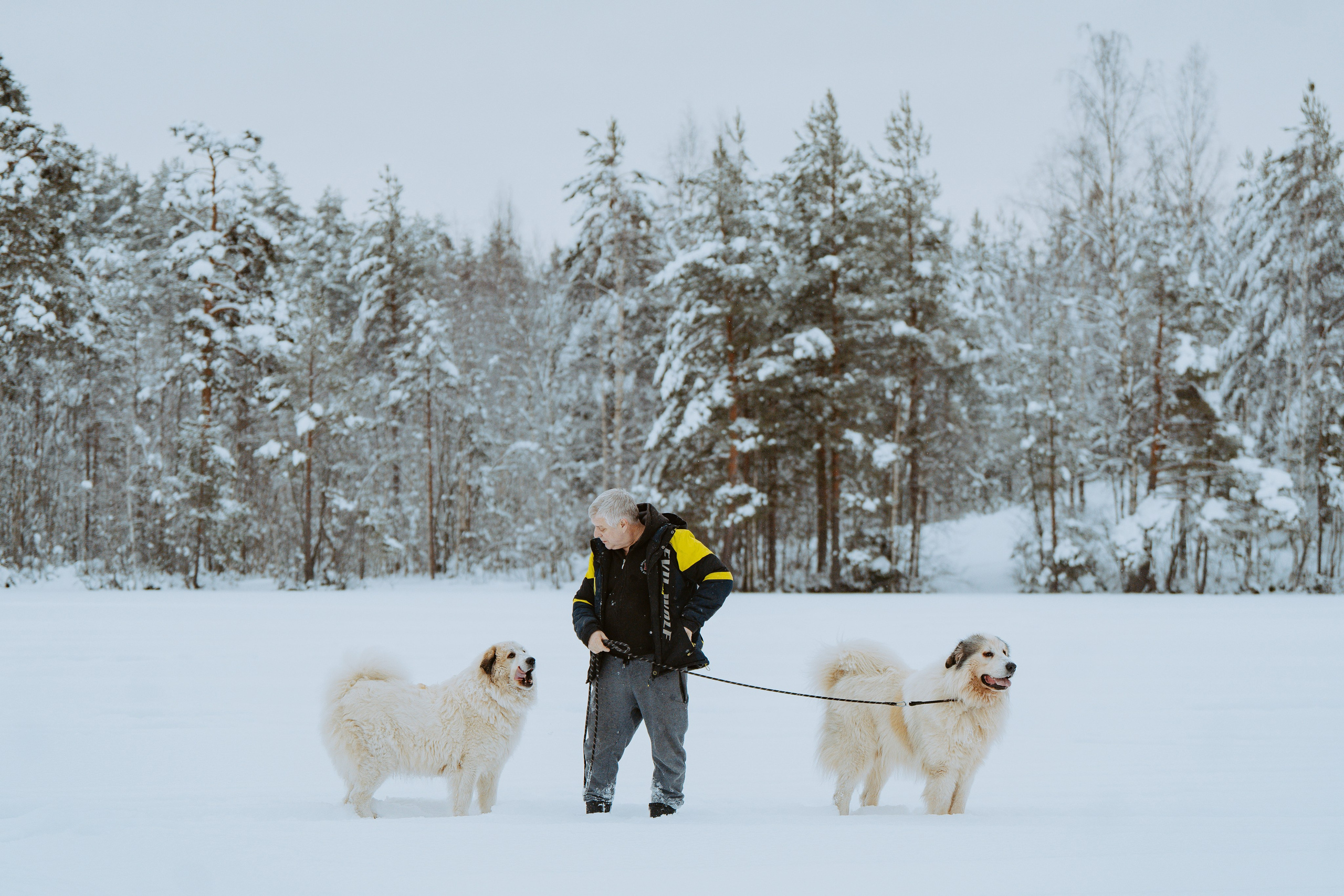 Фотограф питомцев в Санкт-Петербурге. Фотограф анималист в Спб недорого Олеся Майорова