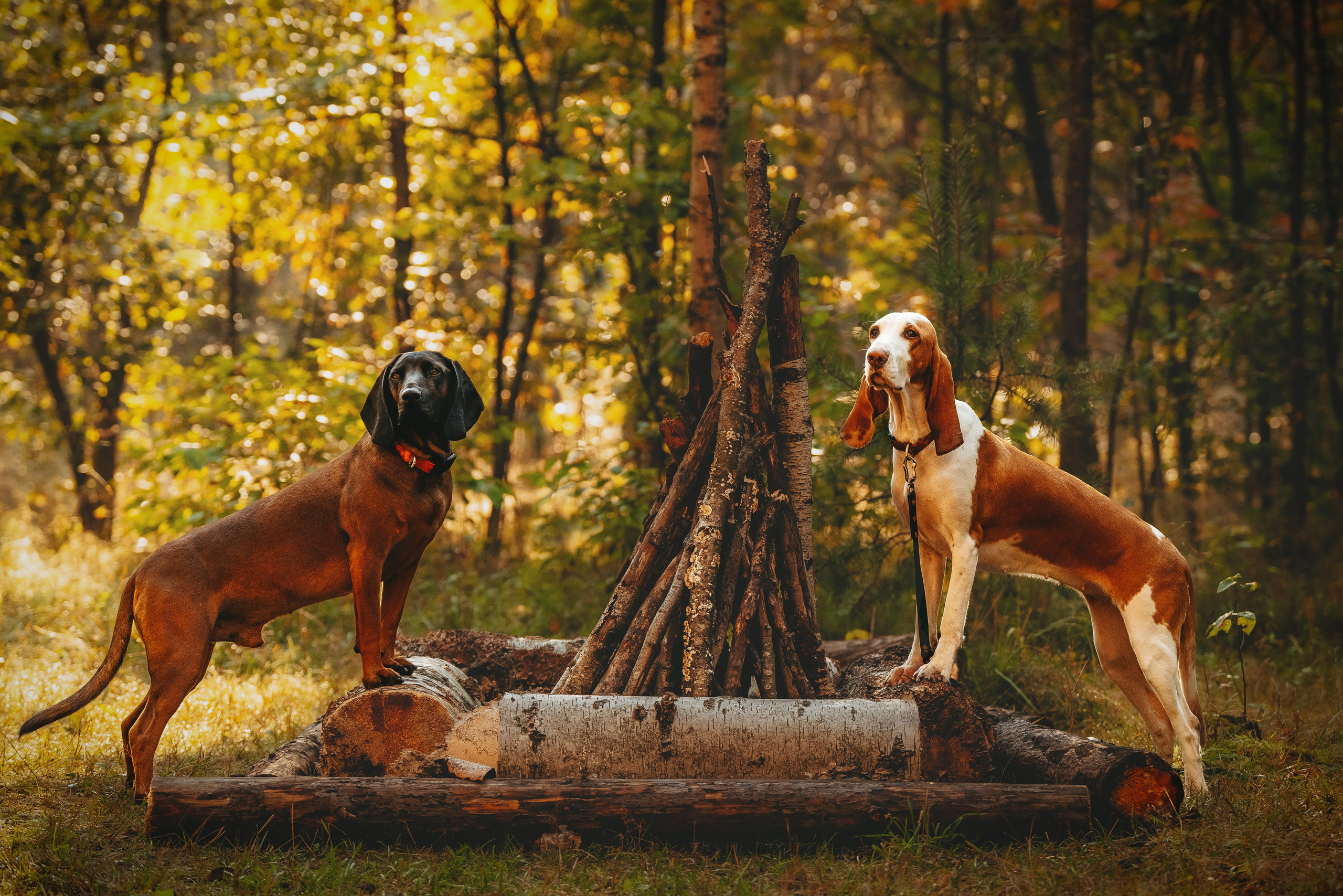 Ольга, Рора и Румпель. Фотограф анималист в Спб недорого Олеся Майорова