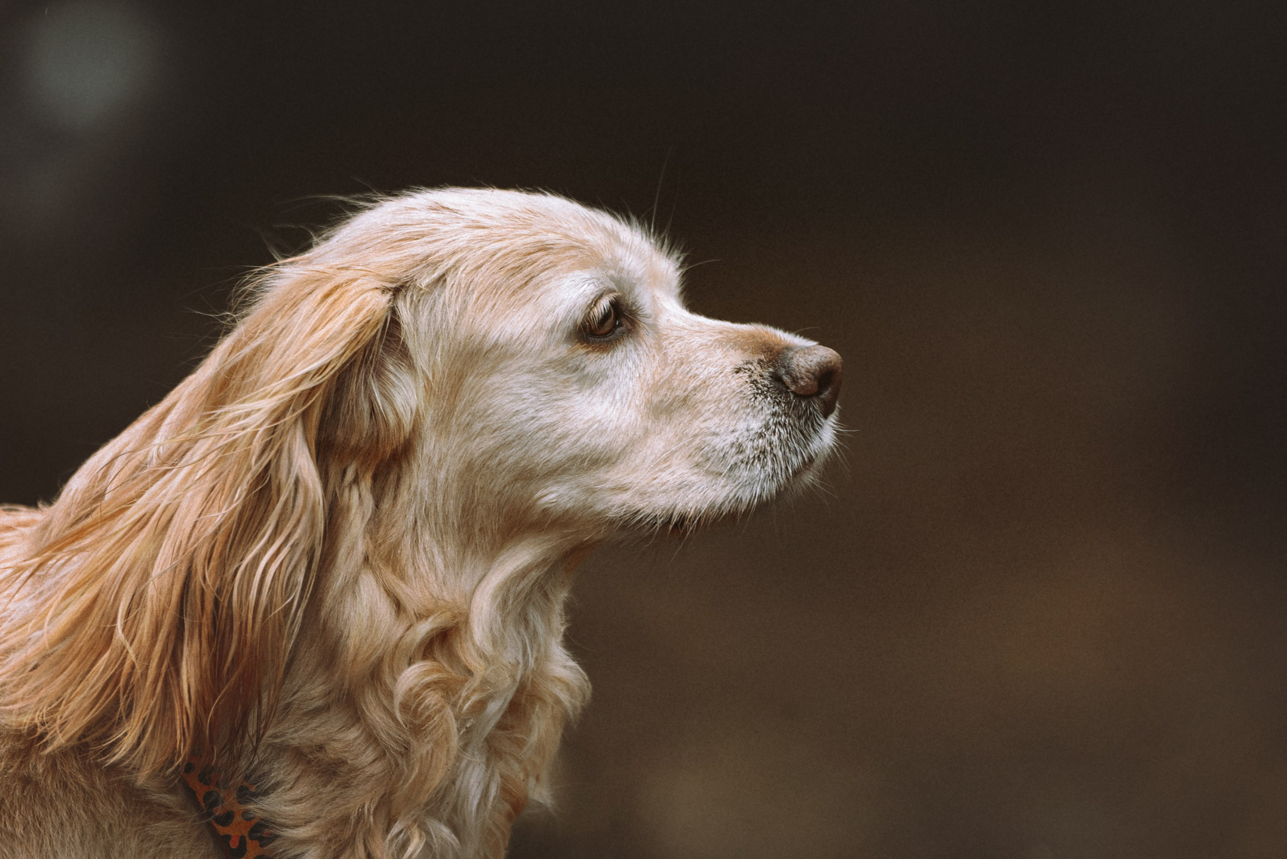 Дог трекинг к финскому хутору. Фотограф анималист в Спб недорого Олеся Майорова
