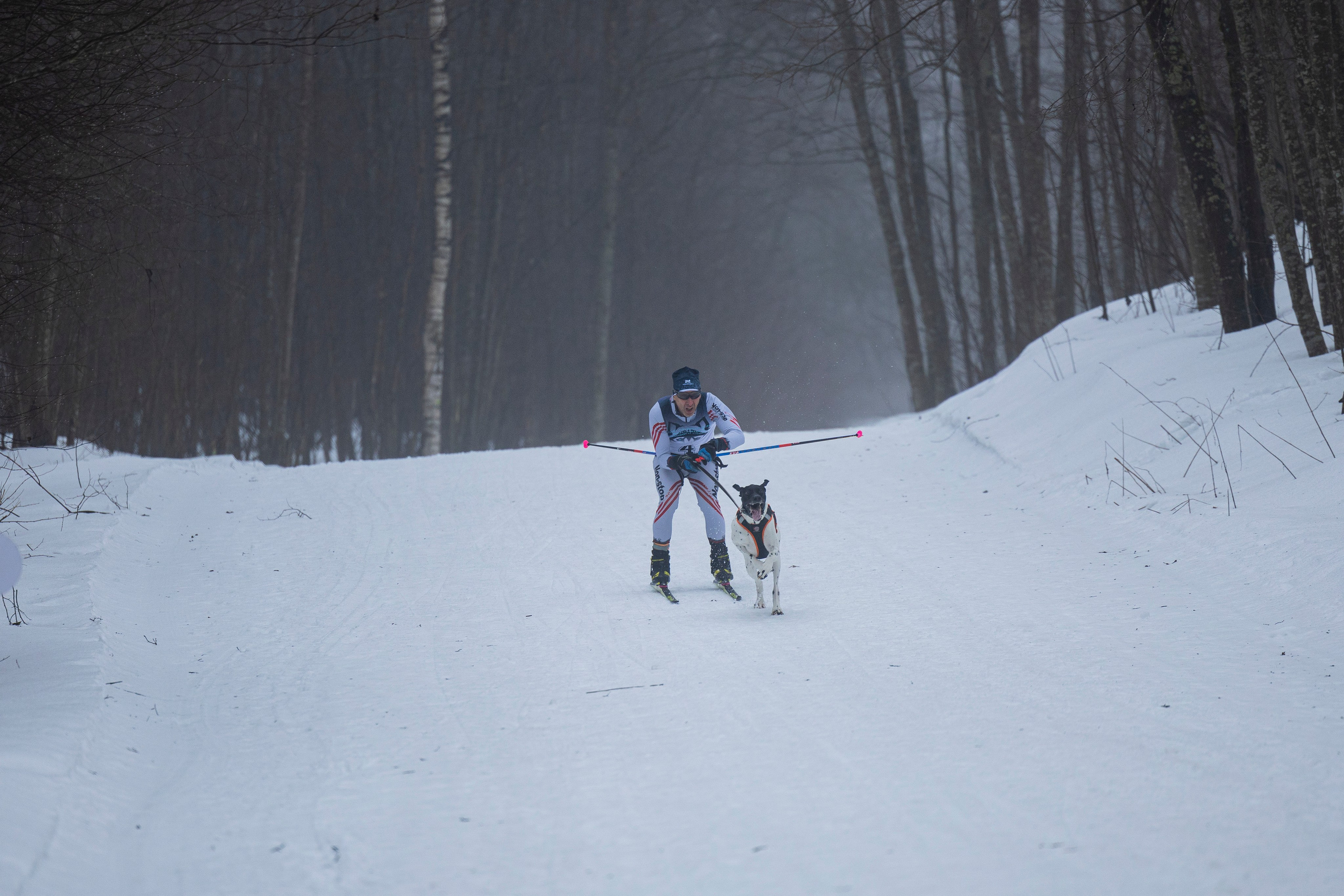 Зимний Чемпионат Санкт-Петербурга по ездовому спорту. Фотограф-анималист Анна Маринич