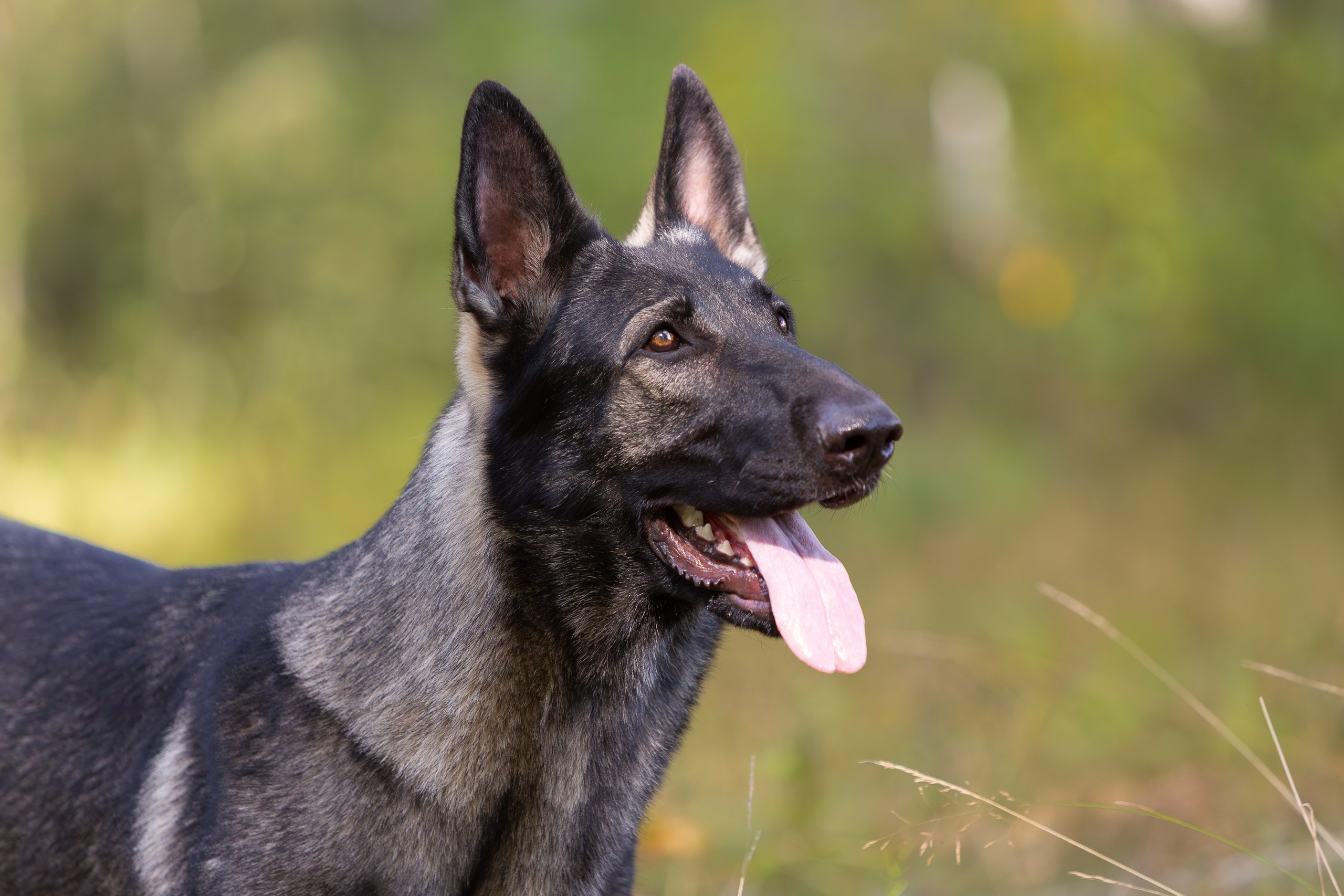 Корги и ВЕО осенью. Фотограф-анималист в Москве, МО и Владимире
