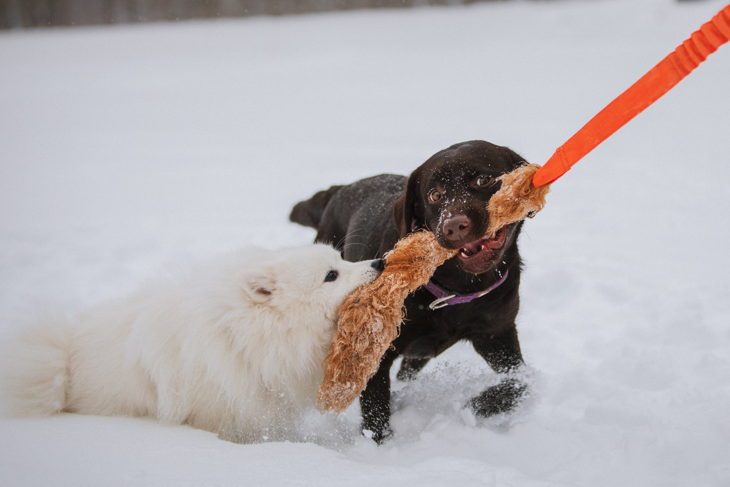 Йоло и Акира. Фотограф анималист Кузнецова Анна Нижний Новгород