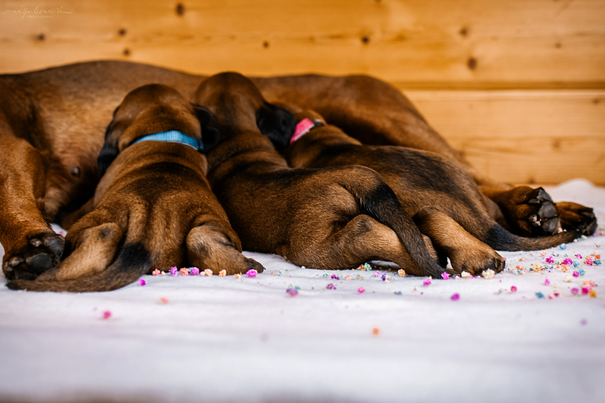 Баварчики. Фотограф анималист Аня Ливанова | Рыбинск