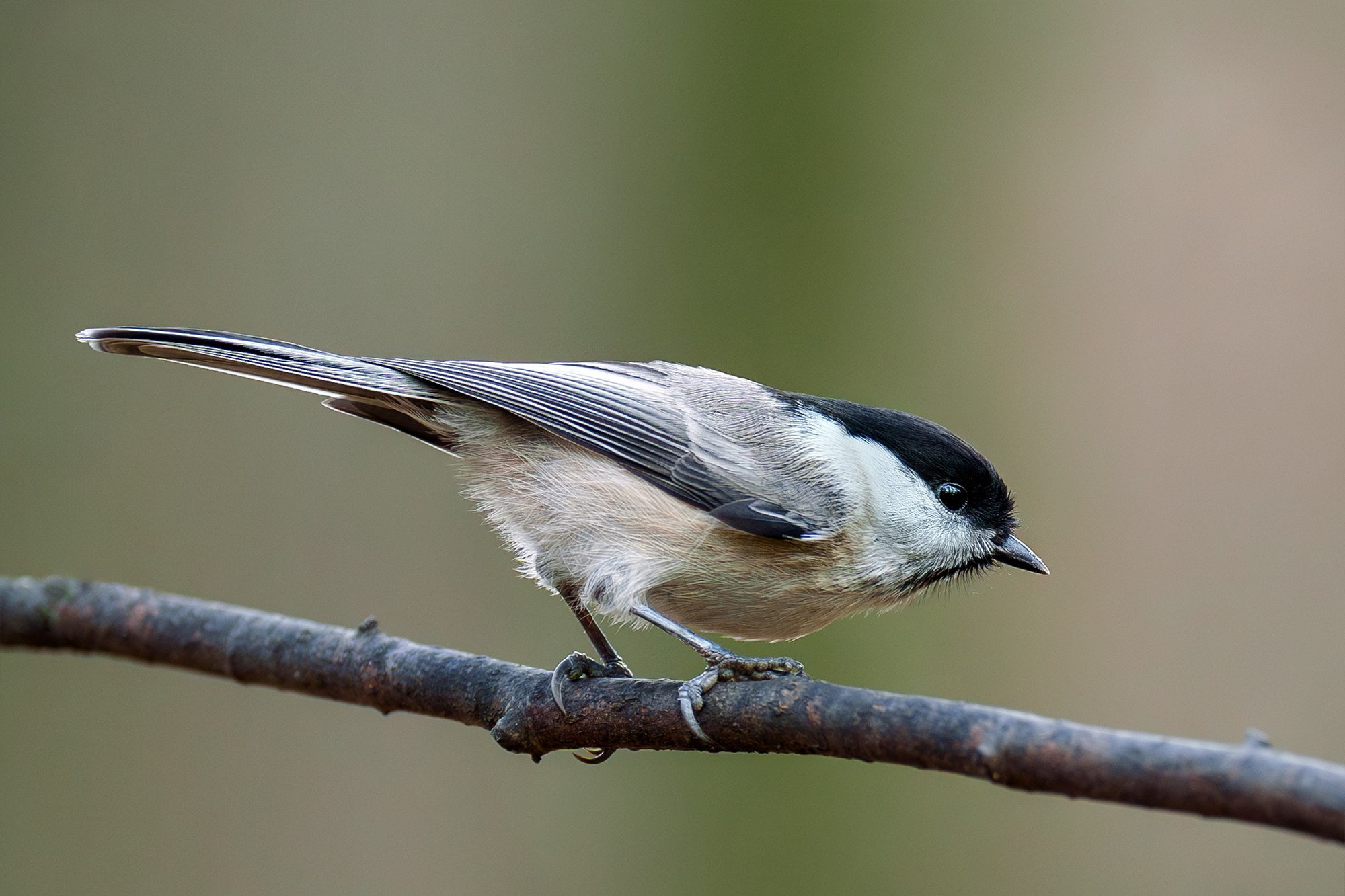 Удивительные мир птиц. Вокруг нас столько прекрасного — присмотритесь!. Ваш личный фотограф Марина Волкова