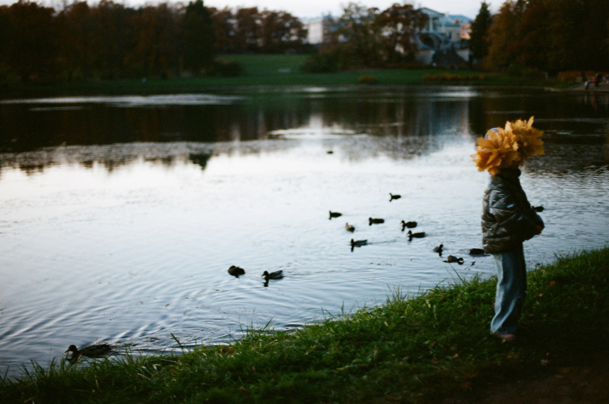 Осень в Пушкине. Андрей Цветков — репортажный, свадебный и портретный фотограф в Санкт-Петербурге