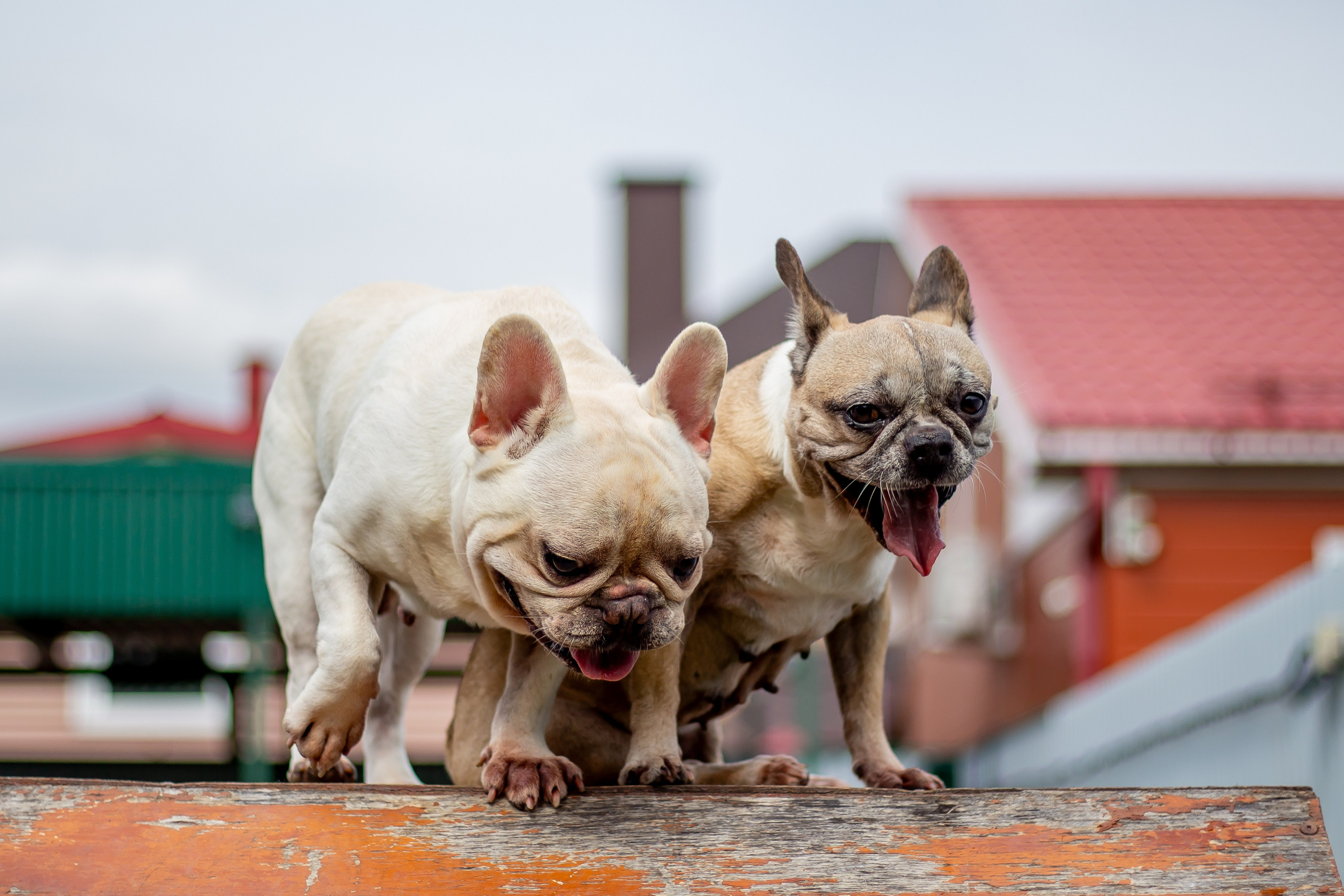 Собачья жизнь — Зоогостиница «Счастливые мечтатели». Фотограф • Орехово-Зуево • Балашиха • TEFO