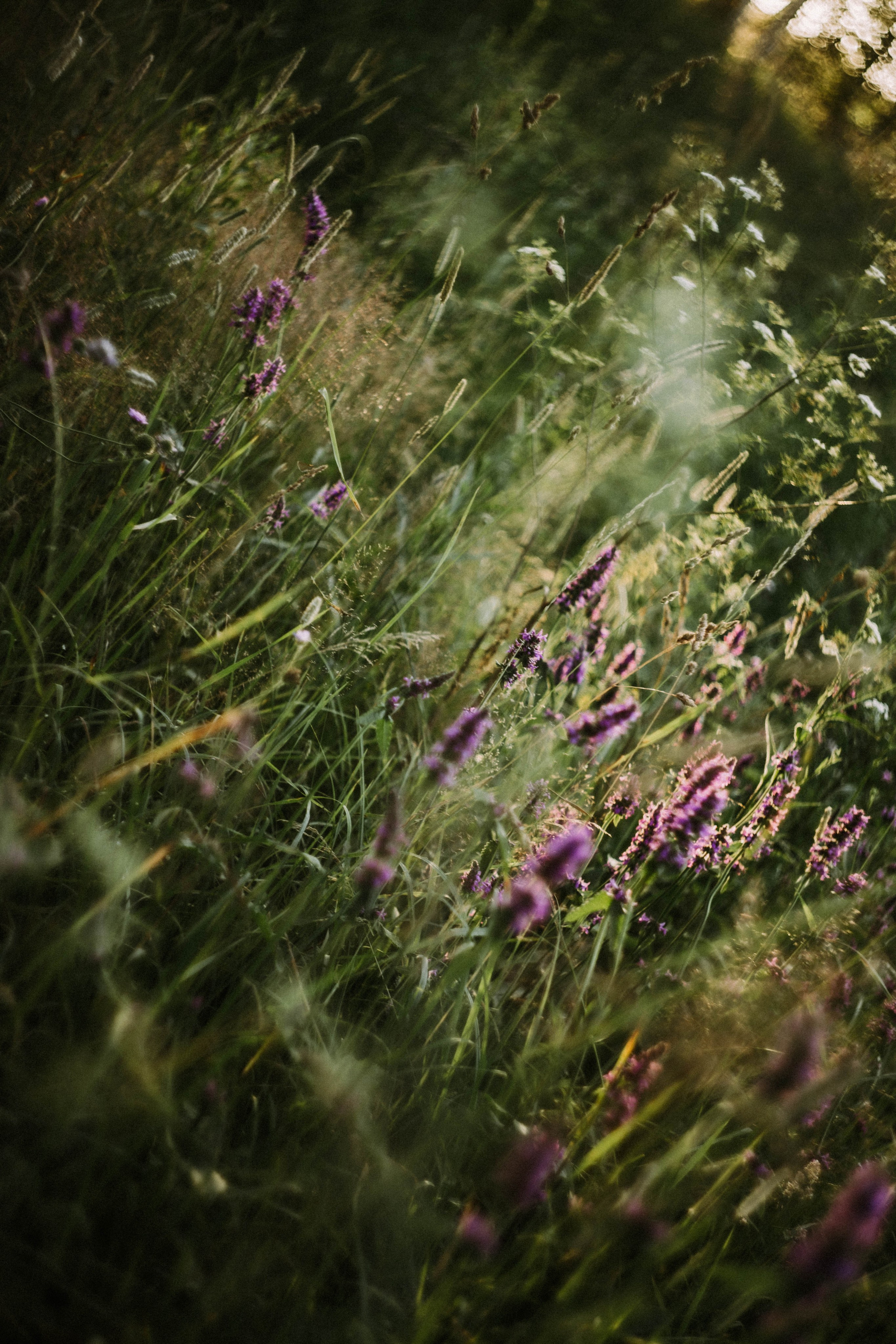 Ирина. Закат. Поле. Фотограф в Нижнем Новгороде