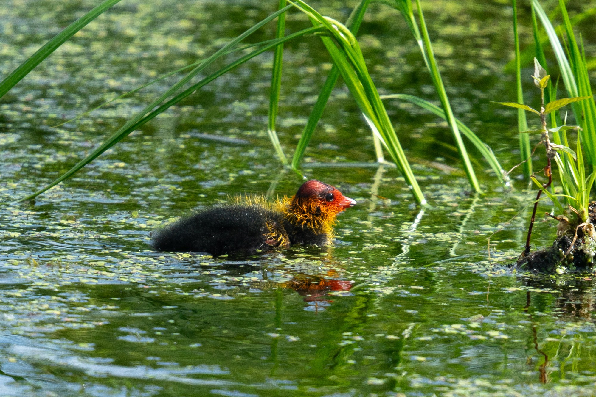Удивительные мир птиц. Вокруг нас столько прекрасного — присмотритесь!. Ваш личный фотограф Марина Волкова
