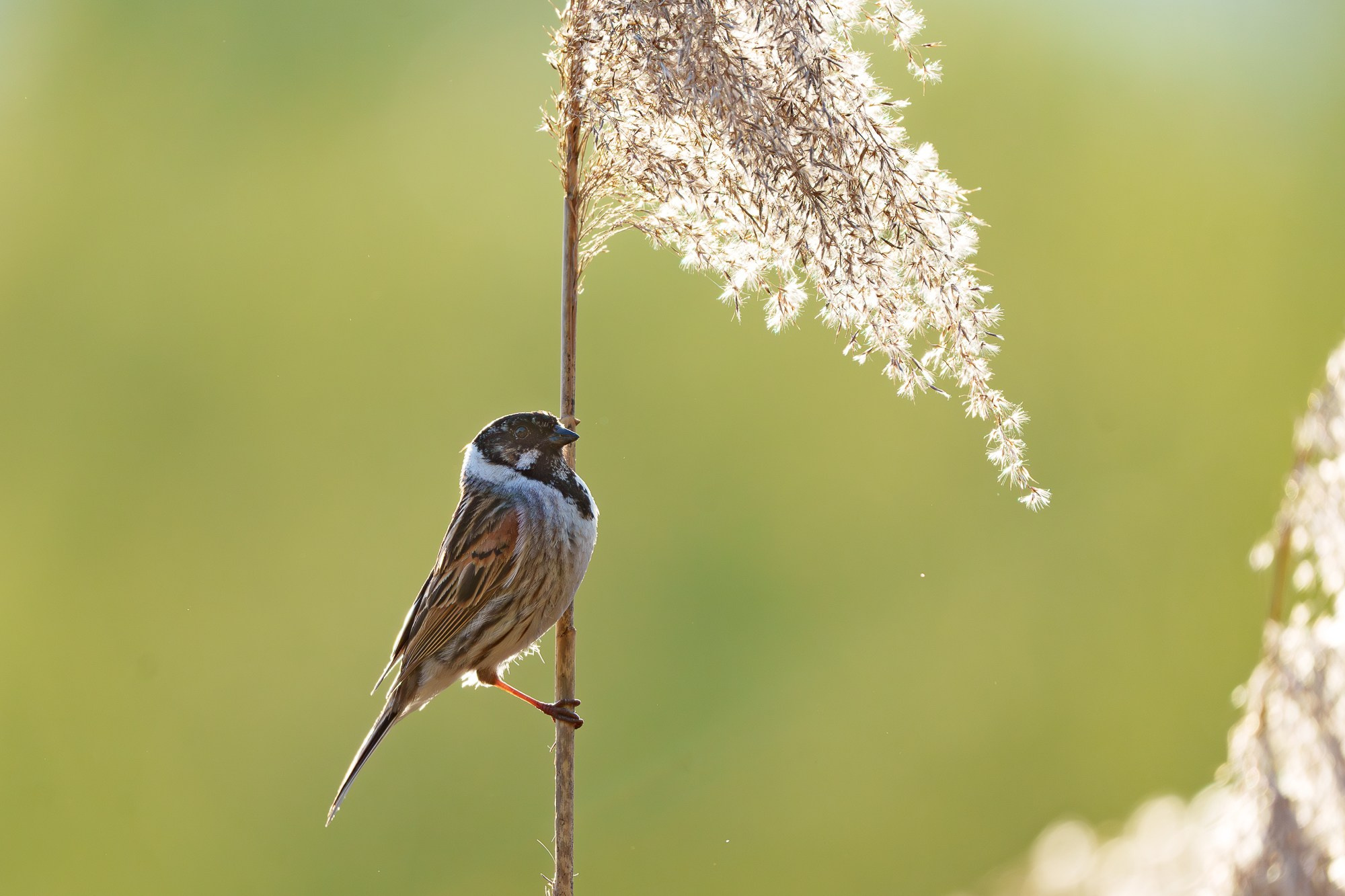 Удивительные мир птиц. Вокруг нас столько прекрасного — присмотритесь!. Ваш личный фотограф Марина Волкова