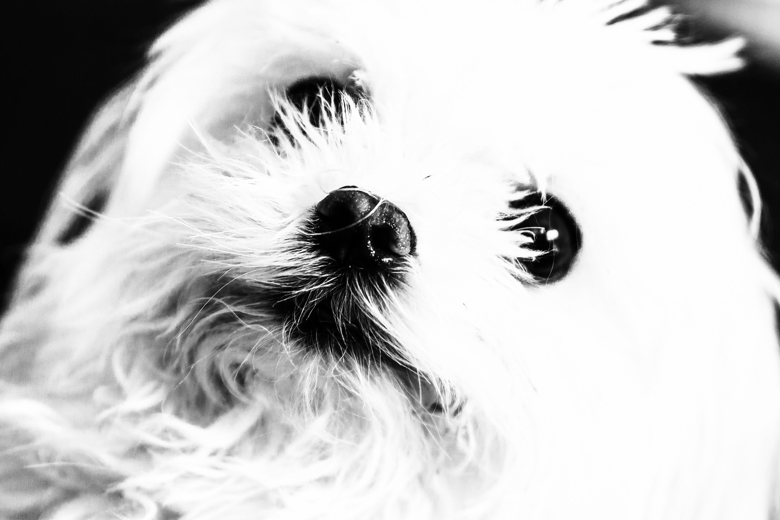 Dimitri Bakhtadze, dogs photos. Dimitri Bakhtadze photographer