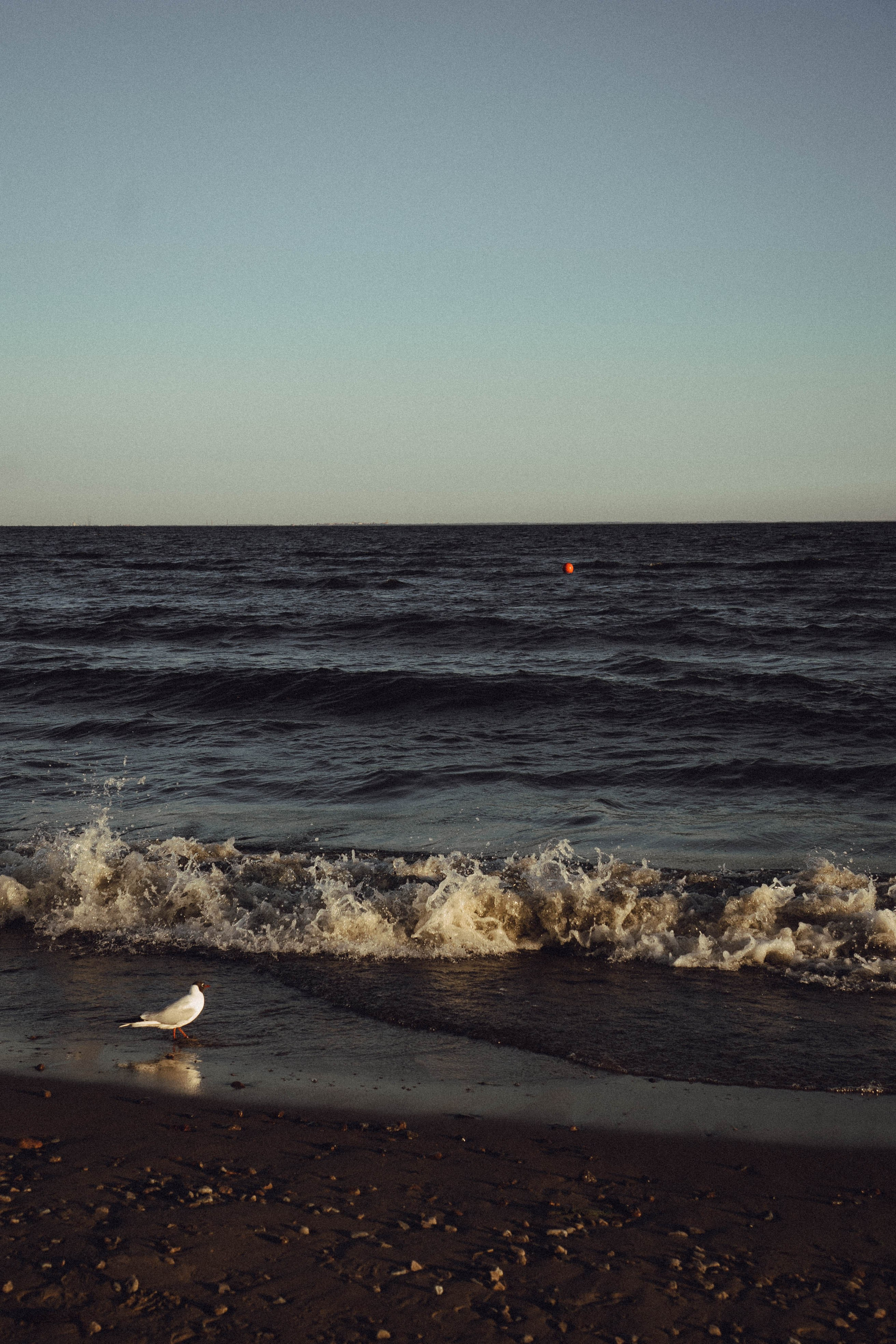 Любовь на заливе. Профессиональный фотограф, Санкт-Петербург — Виктория Богомолова