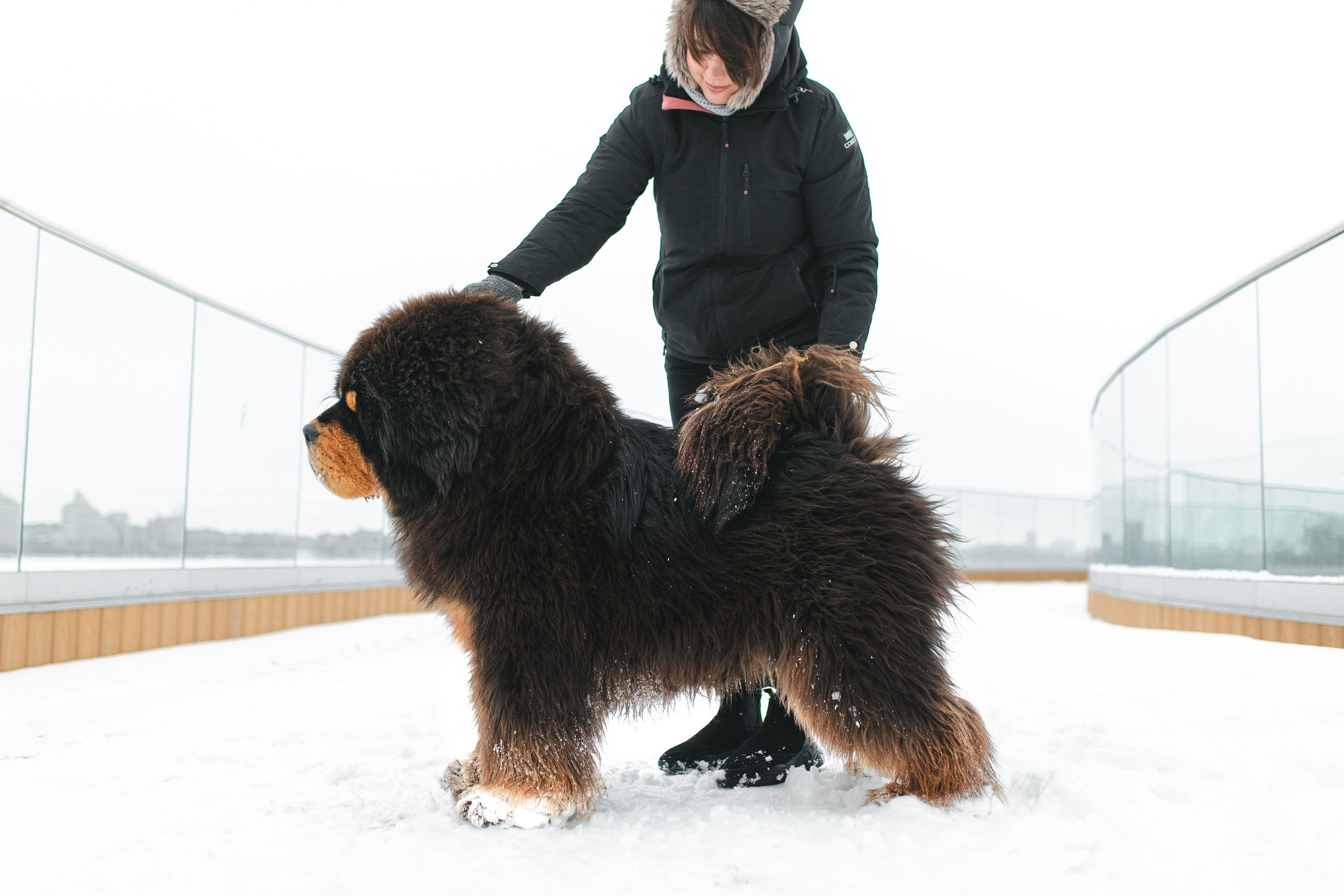 ZHU NI HAO YUN CHENGGONG DOG: медведица в снегу. Портретный и репортажный фотограф в Воронеже: Анастасия Пузикова