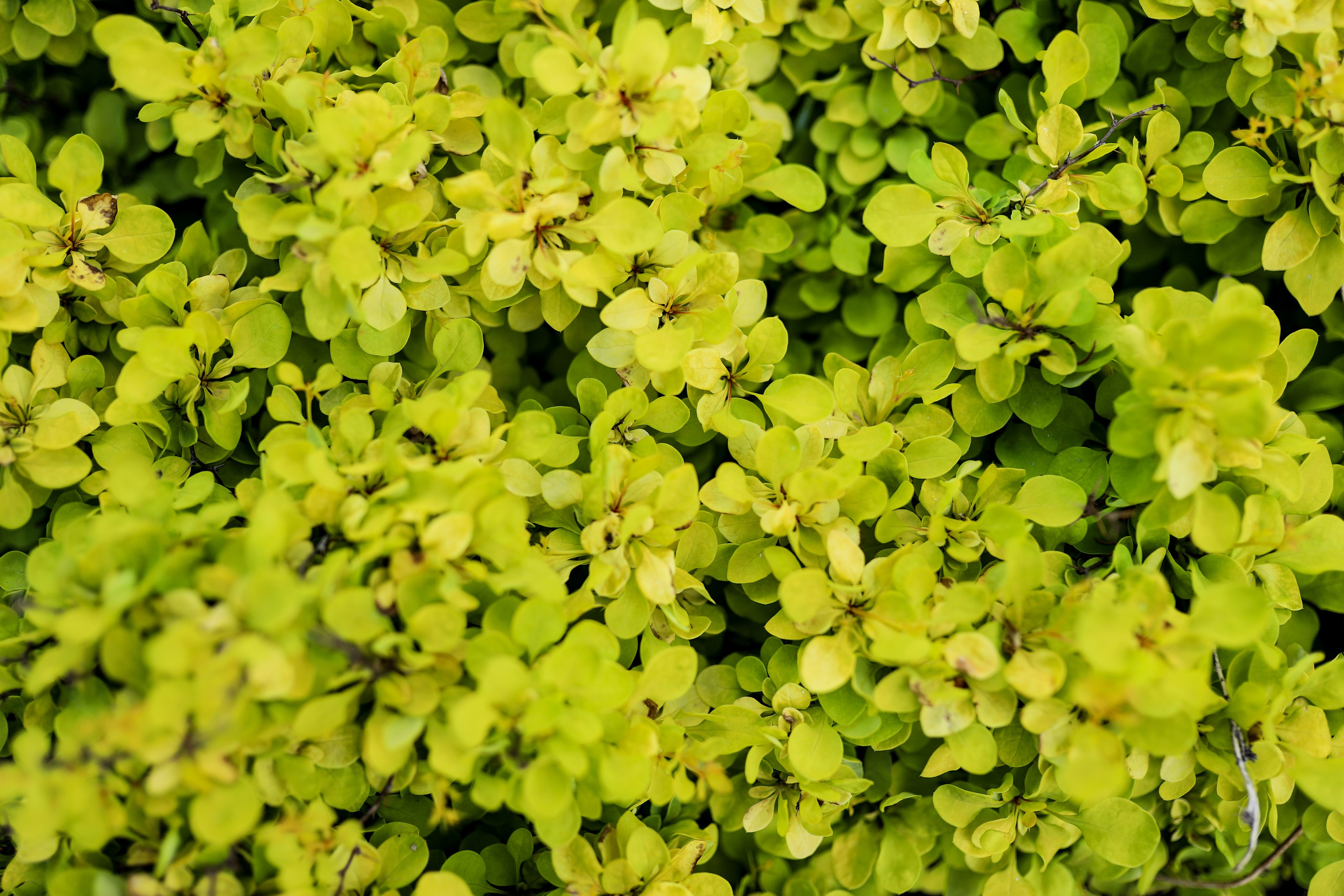 Садовый центр. Фотограф Эмилия Сафиуллина