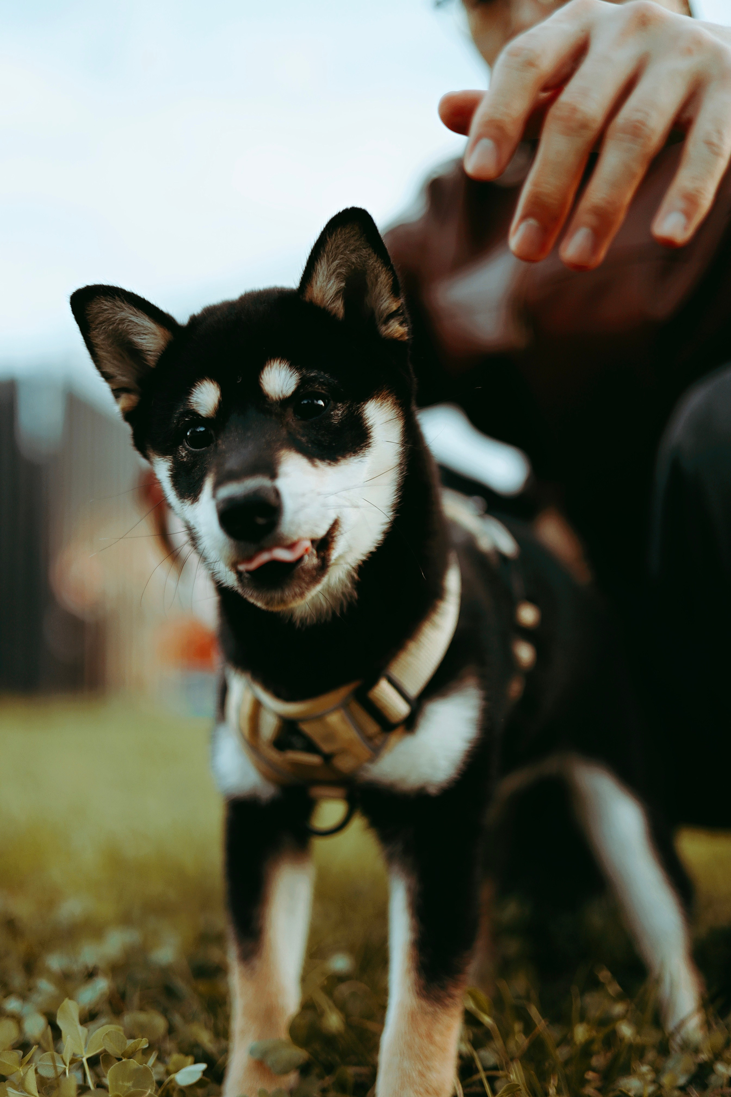 Puppy. Фотосессии в Москве и Санкт-Петербурге, а также по столицам стран Евро