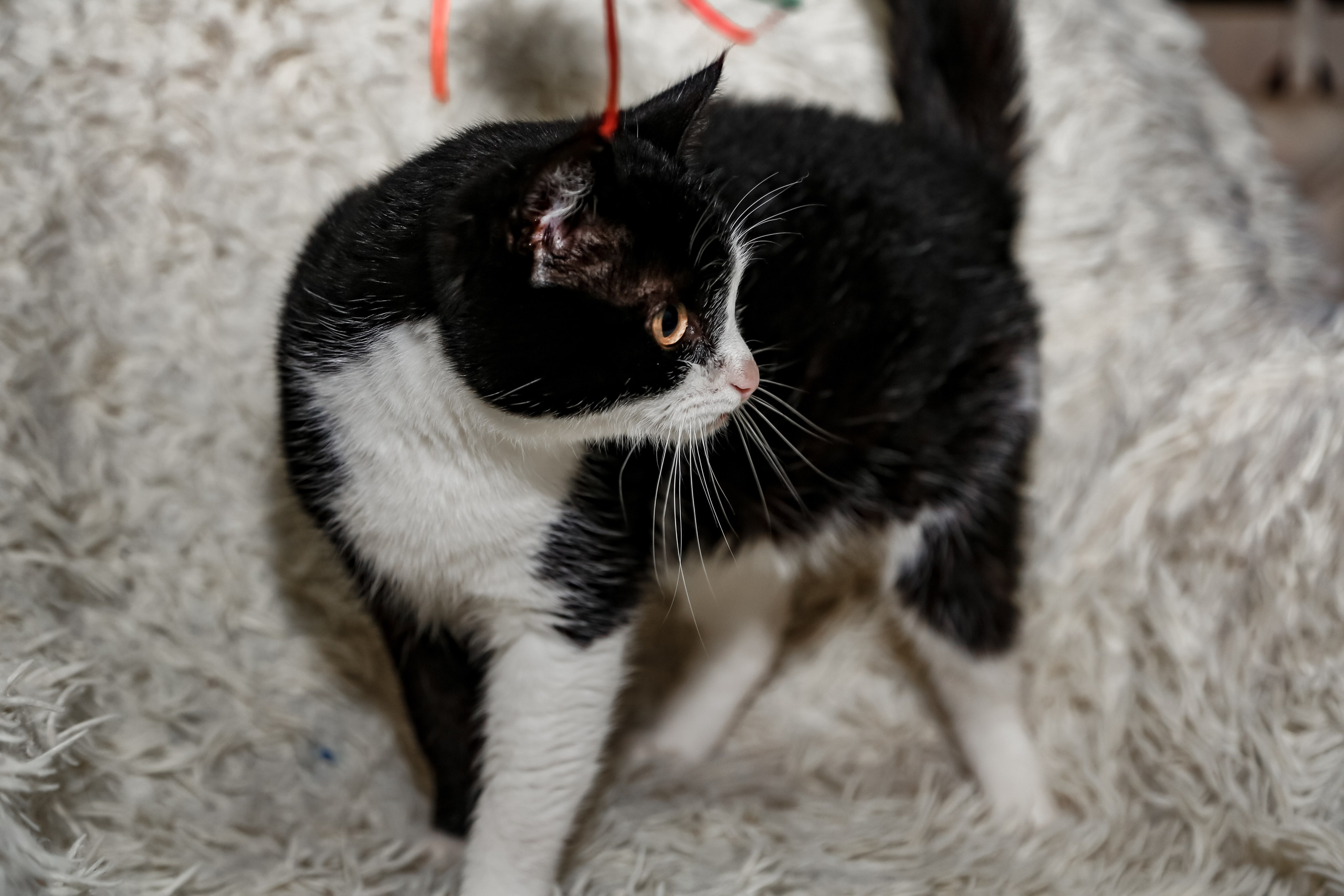 Приют Кошкин Дом Филимоша. Ваш фотограф в Оренбурге Рощупкина Екатерина