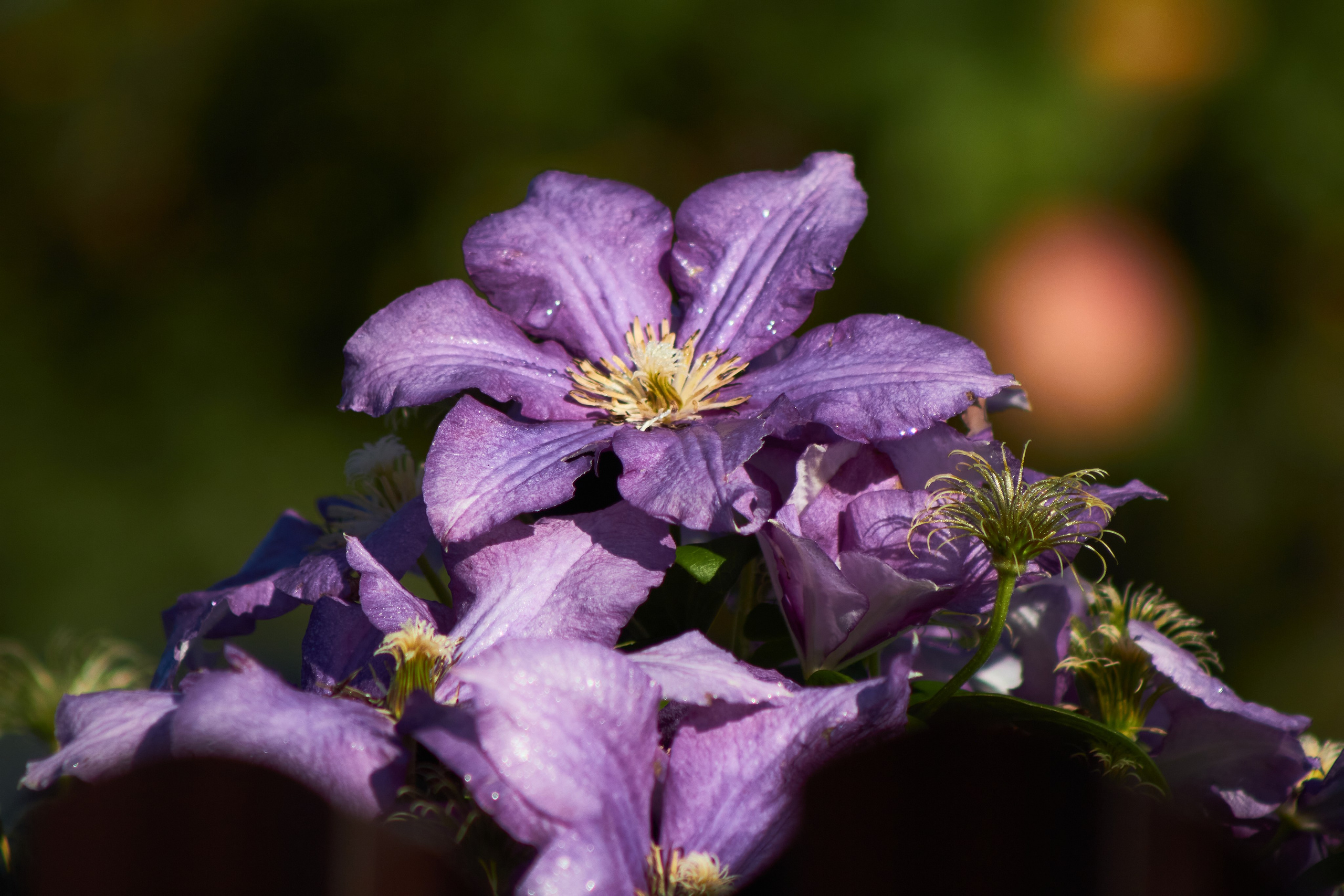 Цветы. Фотограф Сергей Яркин