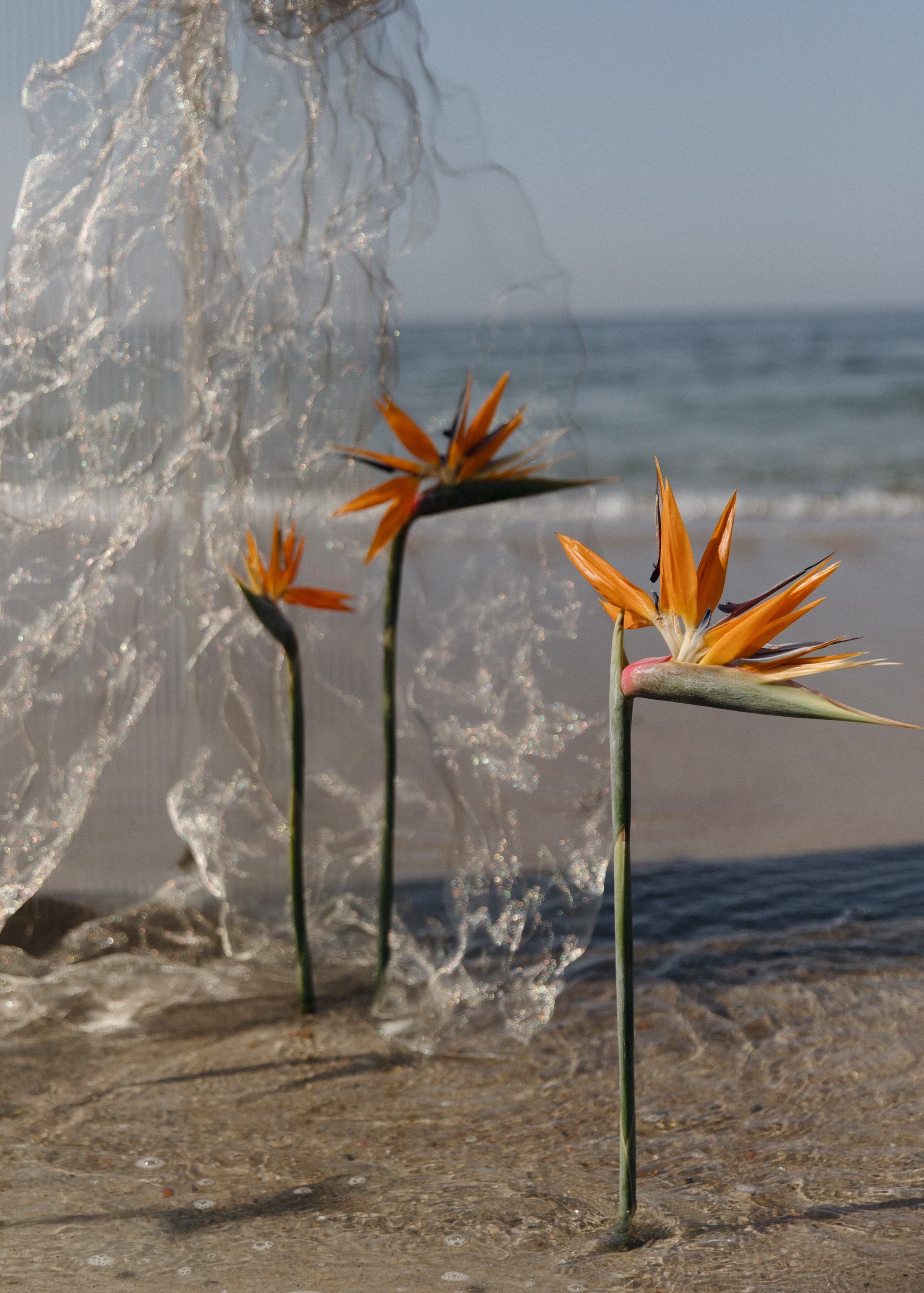 «Фешн на пляже». Свадебный и семейный фотограф в Калининграде Ольга Мешечкова