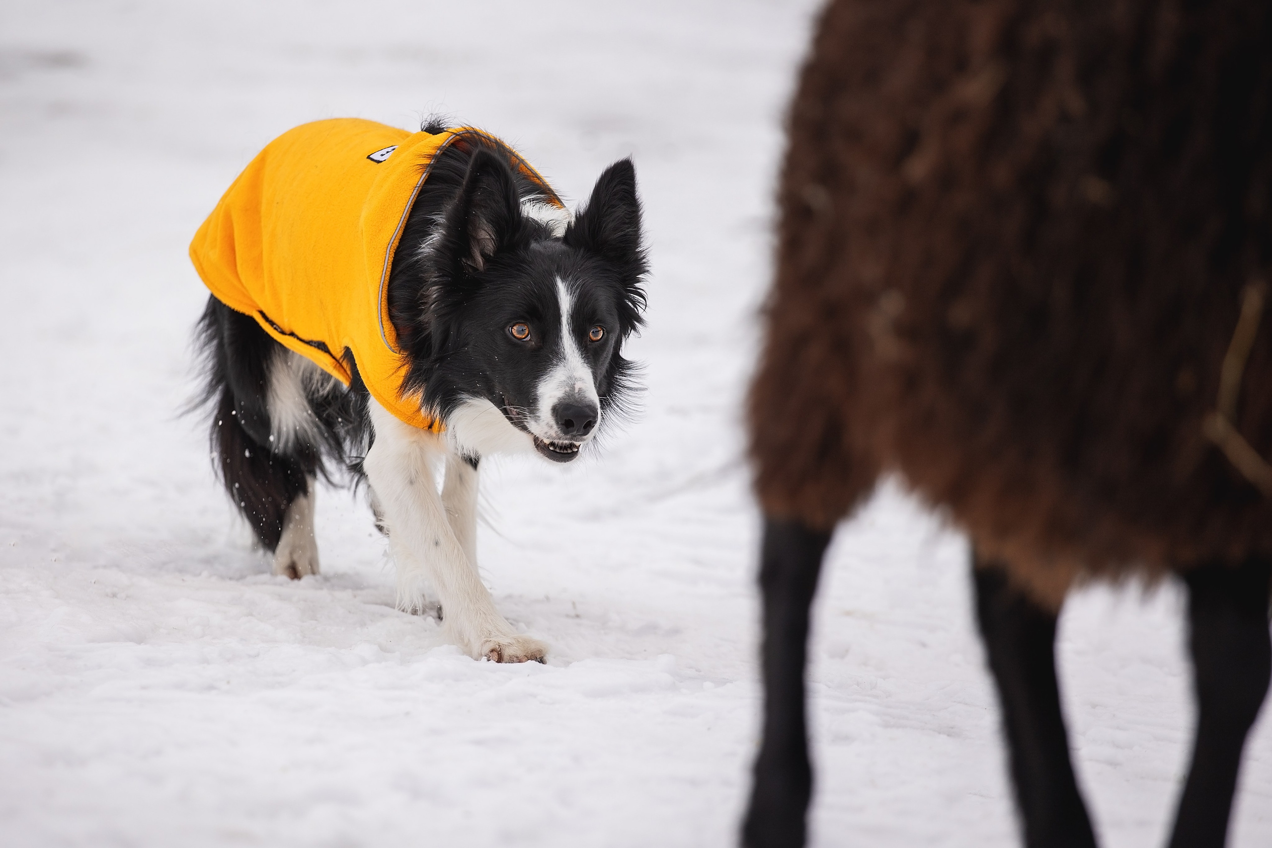 Татьяна и Ран. YULA KOLESOVA | Фотограф — Анималист | Художник | Тюмень