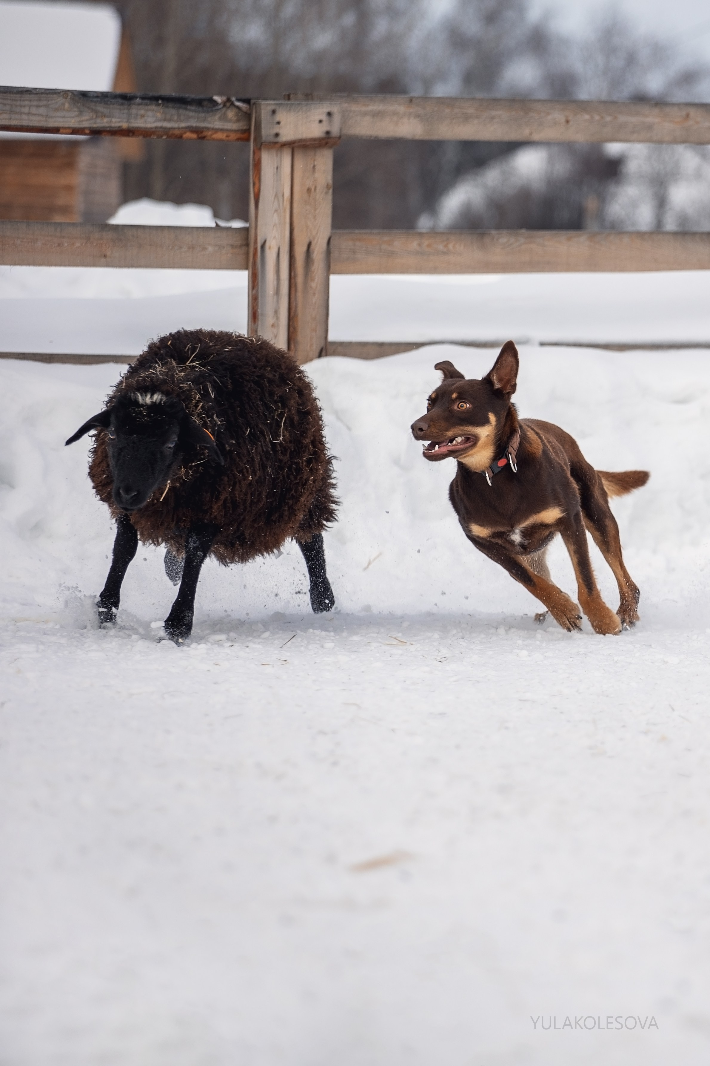Алиса и Вегас. YULA KOLESOVA | Фотограф — Анималист | Художник | Тюмень