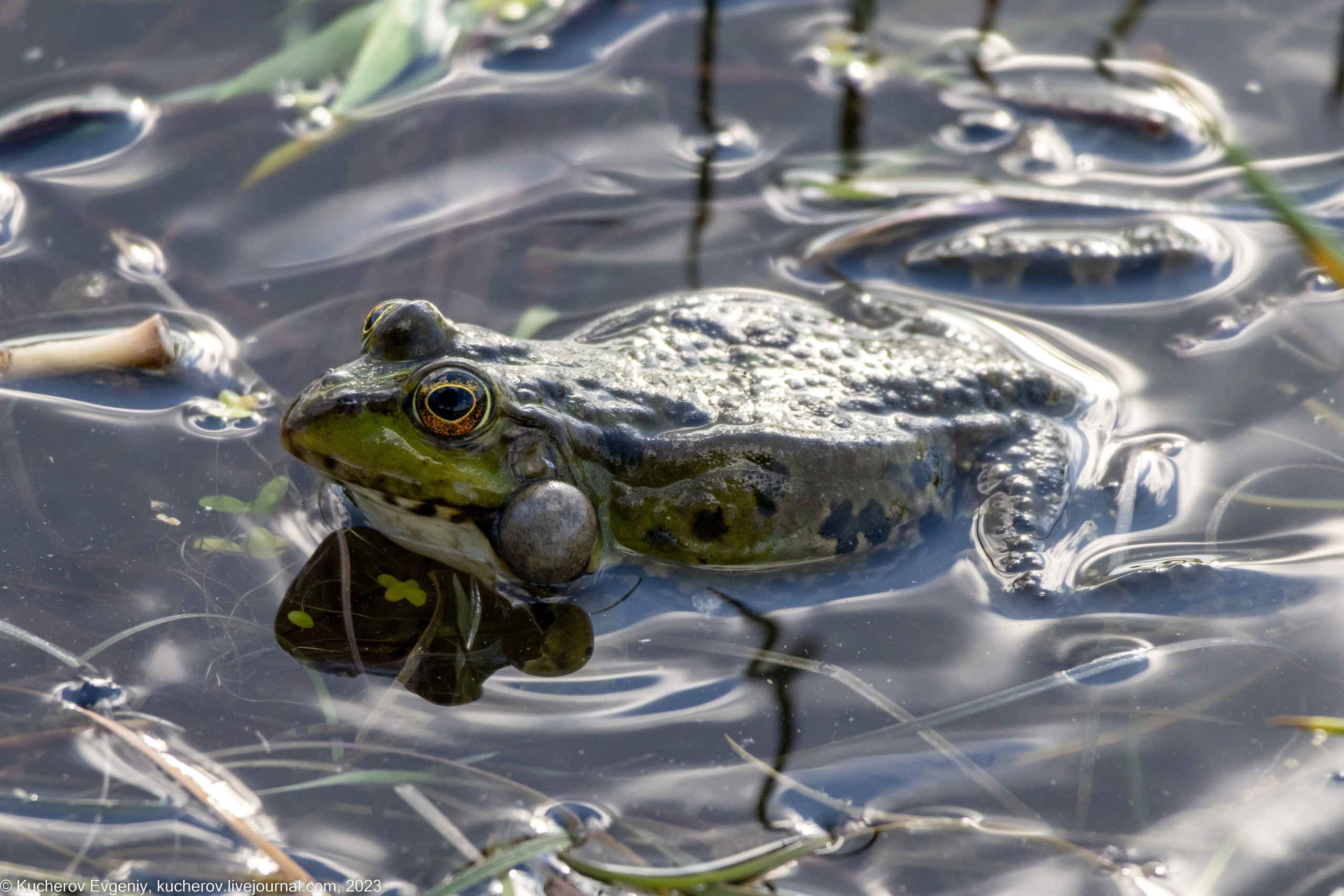 Лягушки. Кучеров Евгений. Фотограф