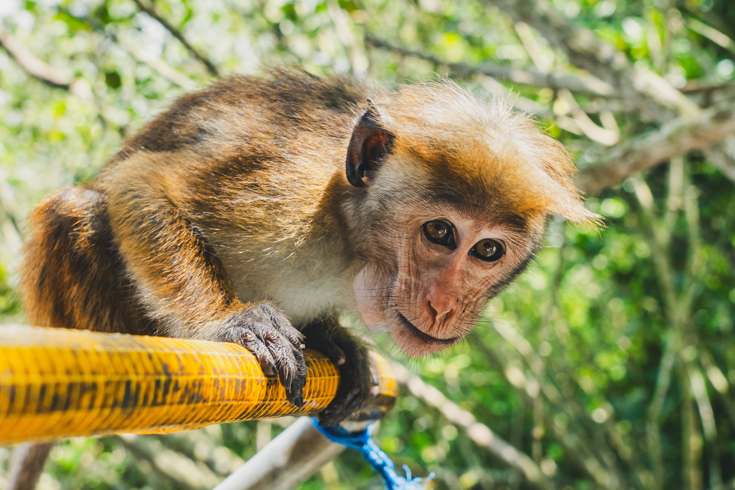 Шри-Ланка 2025. Легкая фотография