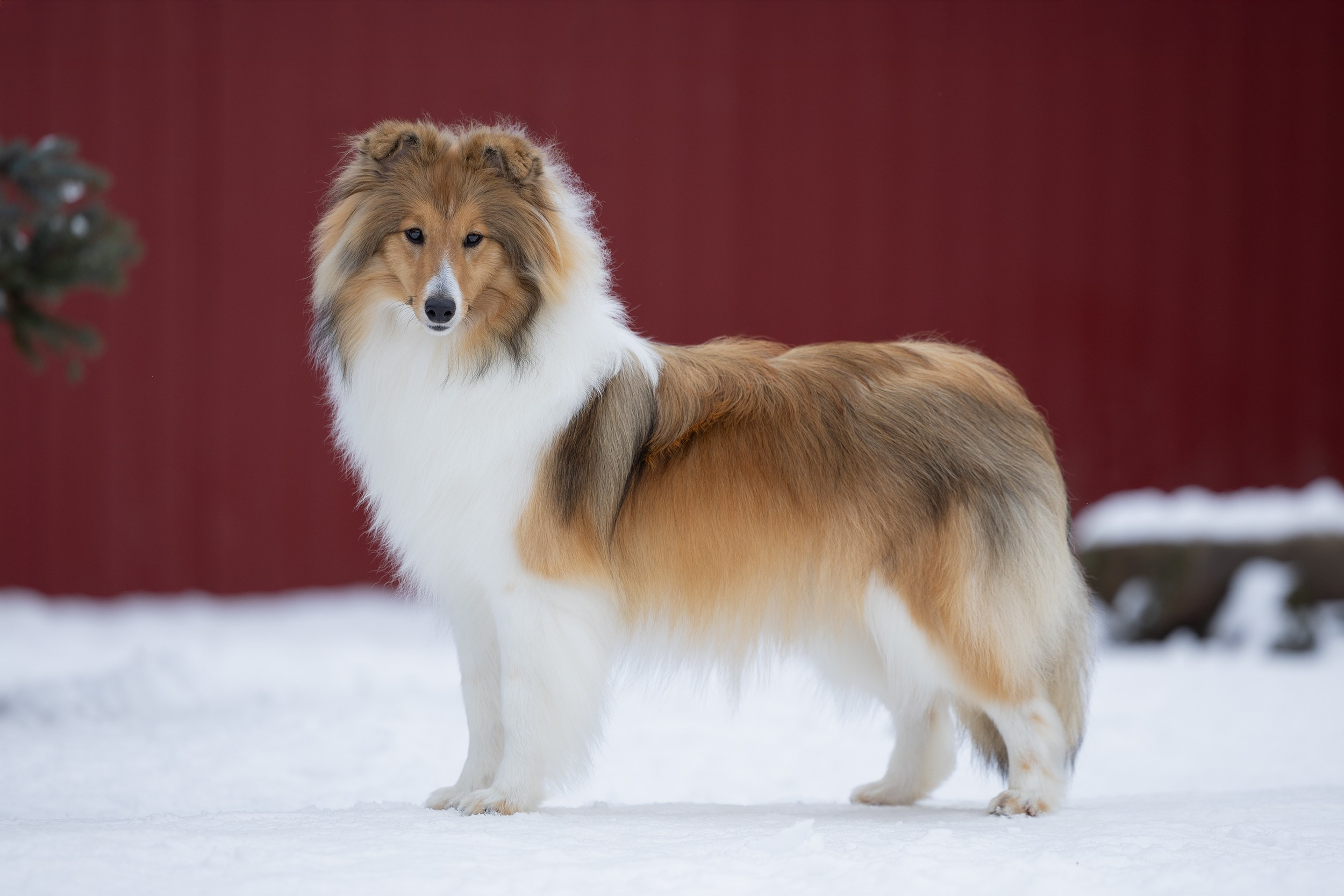 Питомник Пятый Элемент. Мои работы