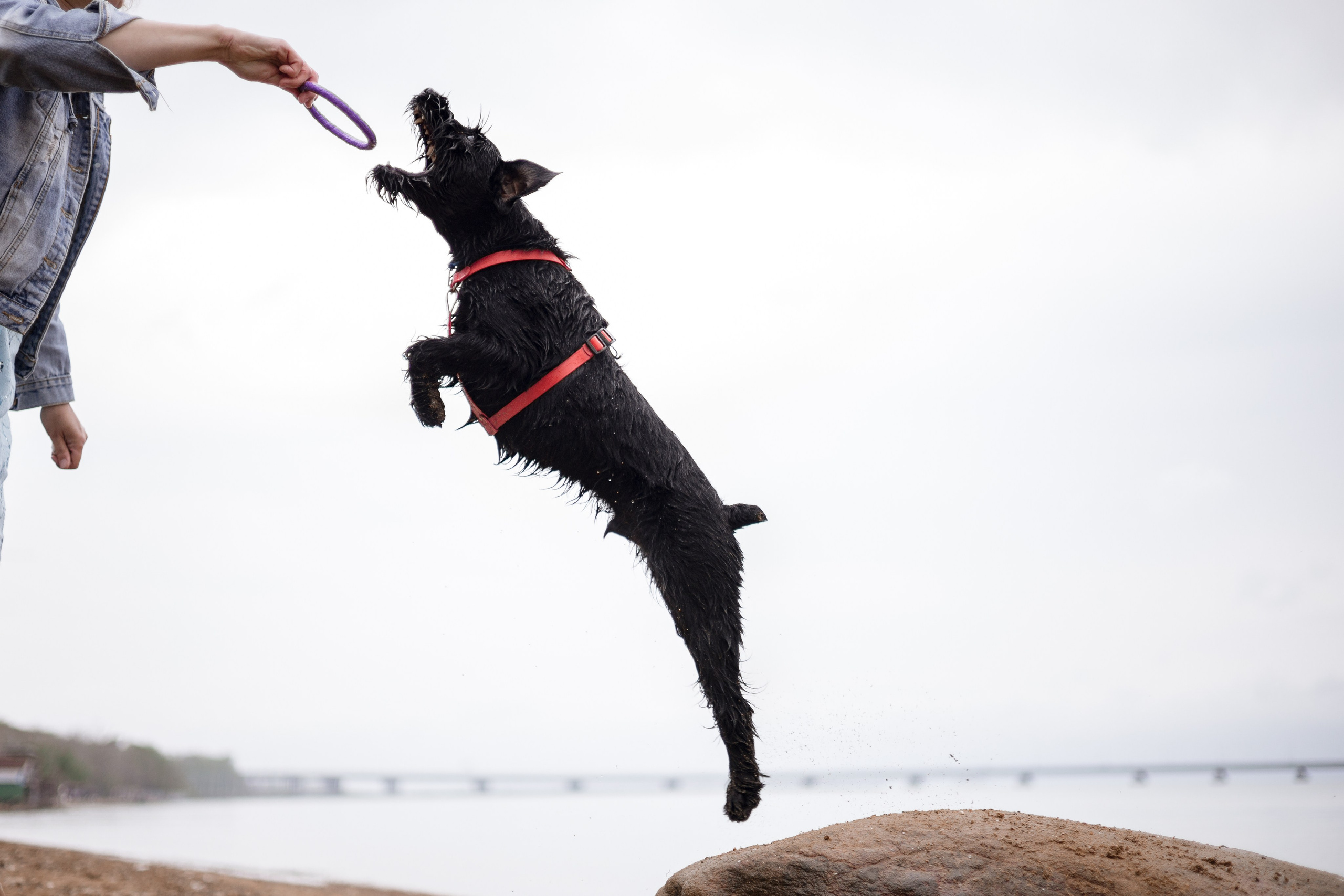 Екатерина и Вольт. Фотограф — анималист Владивосток, Алина