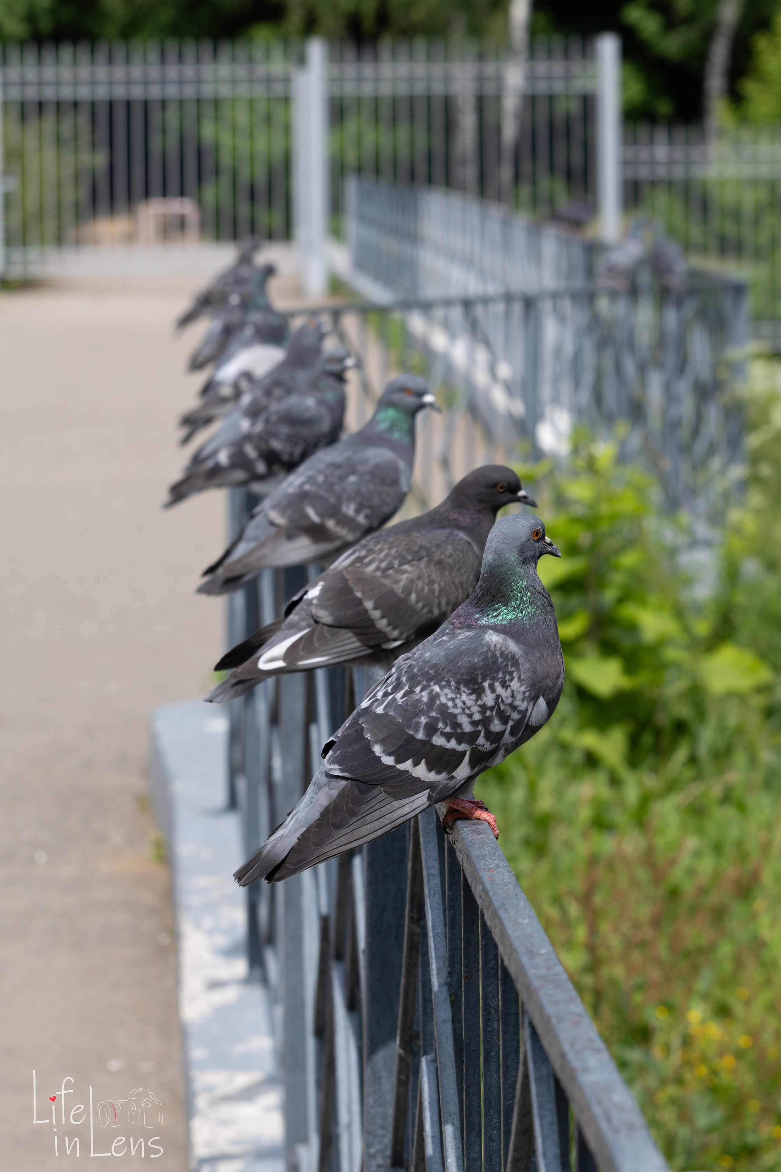 ВДНХ. День России. Фотограф, получающий удовольствие от своей работы