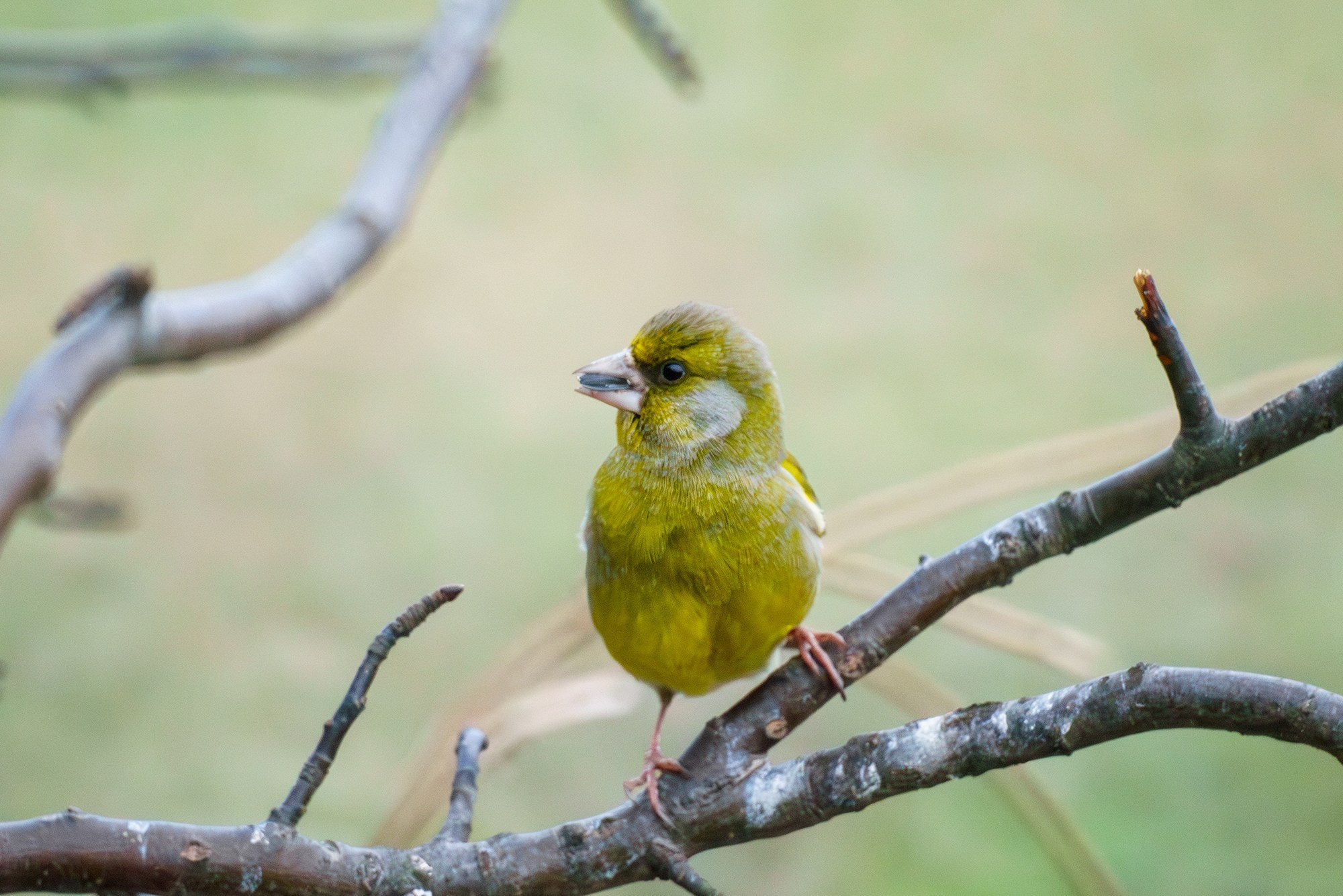 Удивительные мир птиц. Вокруг нас столько прекрасного — присмотритесь!. Ваш личный фотограф Марина Волкова