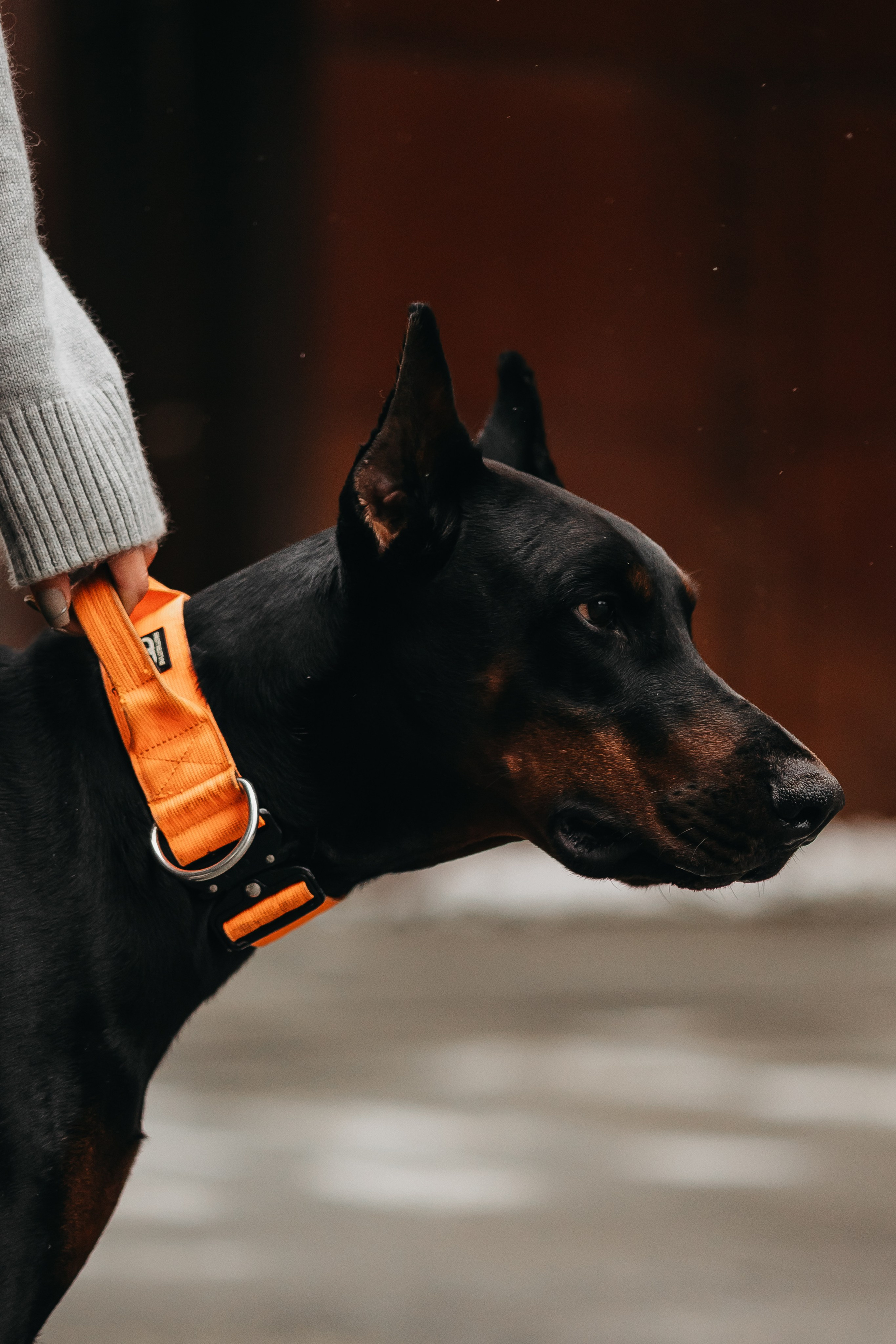 Дари и Гранд. Фотограф-анималист в Санкт-Петербурге Алина Яхонт