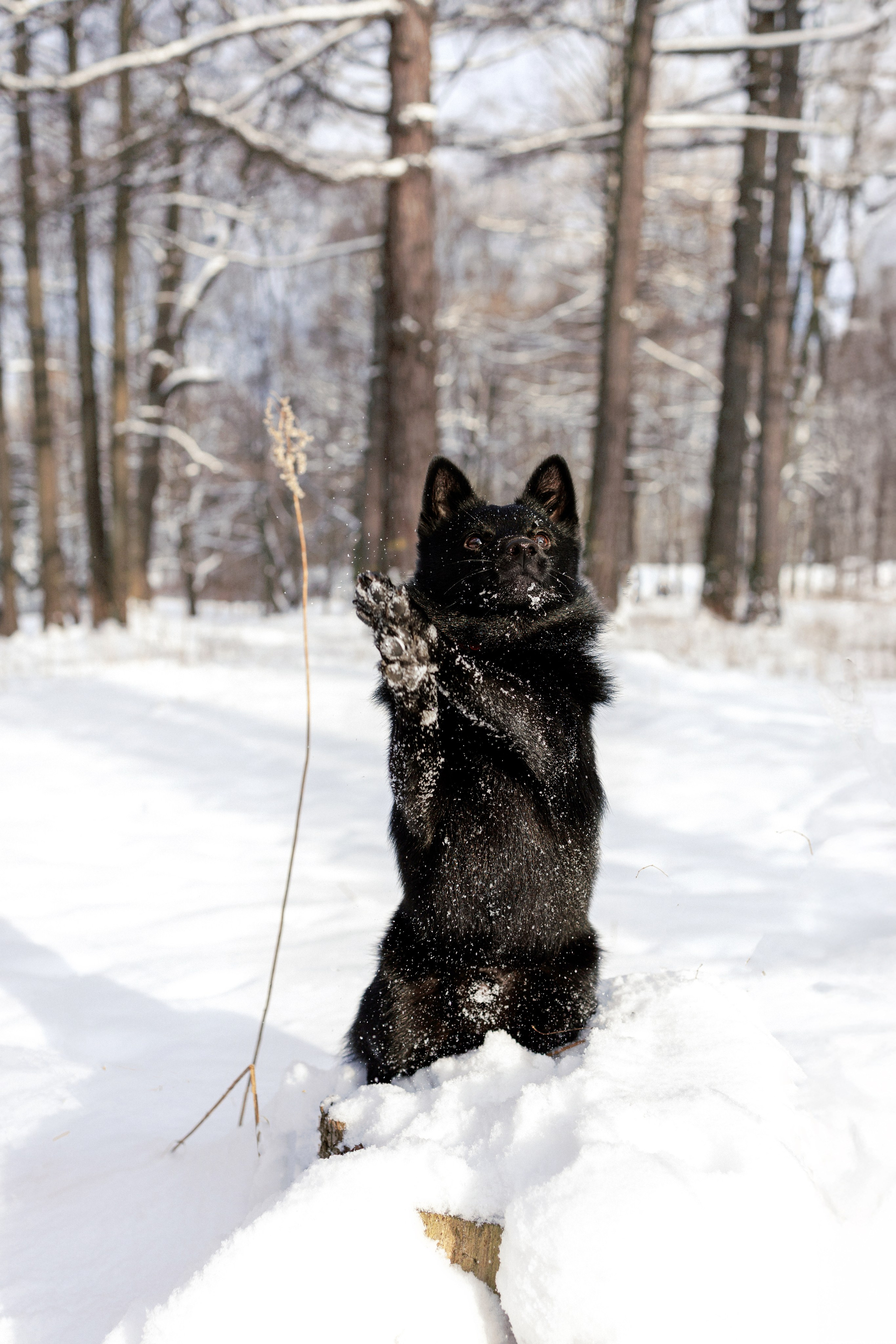 Юлия и Кит. Фотограф в Санкт-Петербурге Алёна Губинская