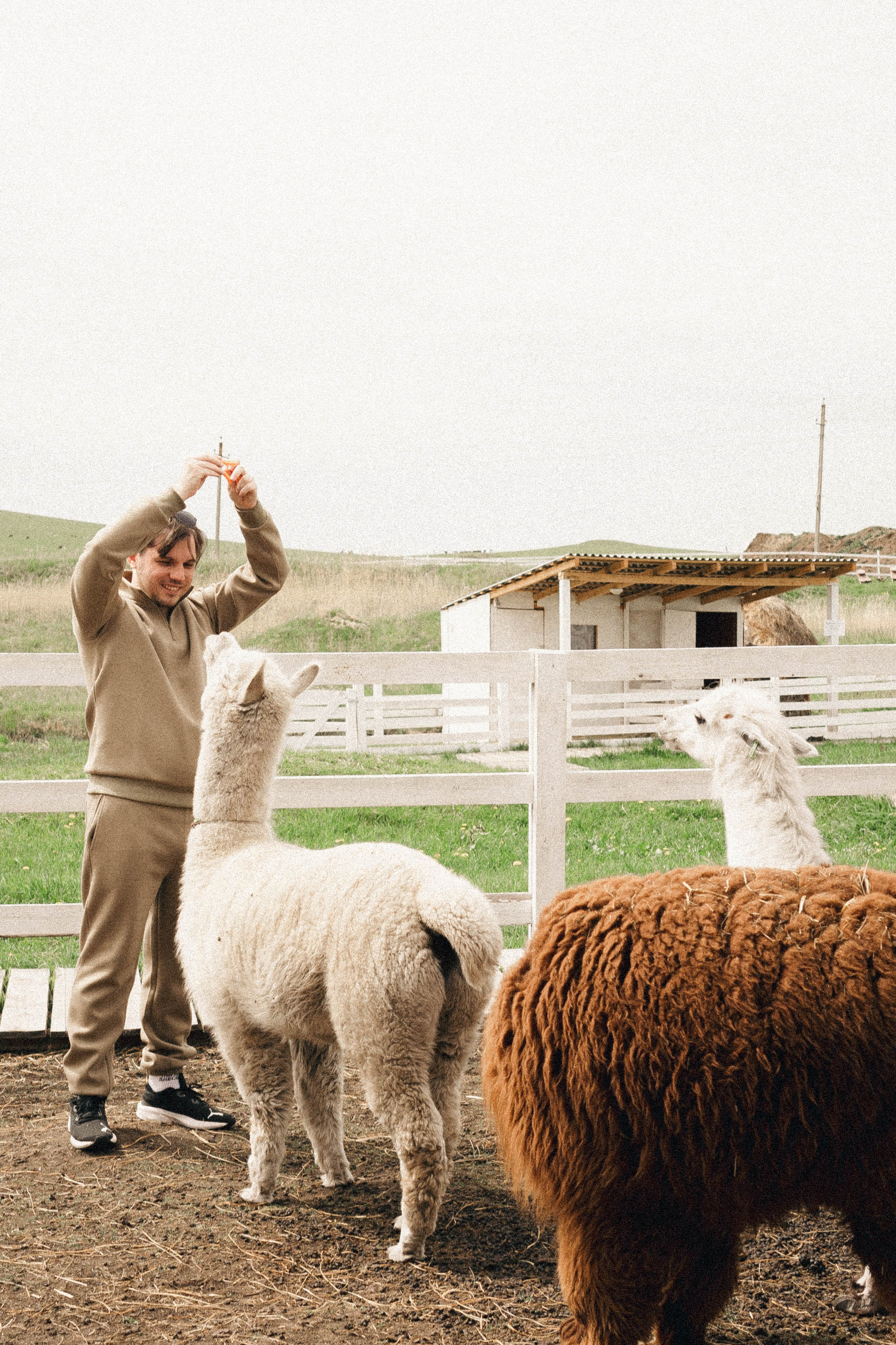 Ферма Альпак. Профессиональный фотограф, Санкт-Петербург — Виктория Богомолова