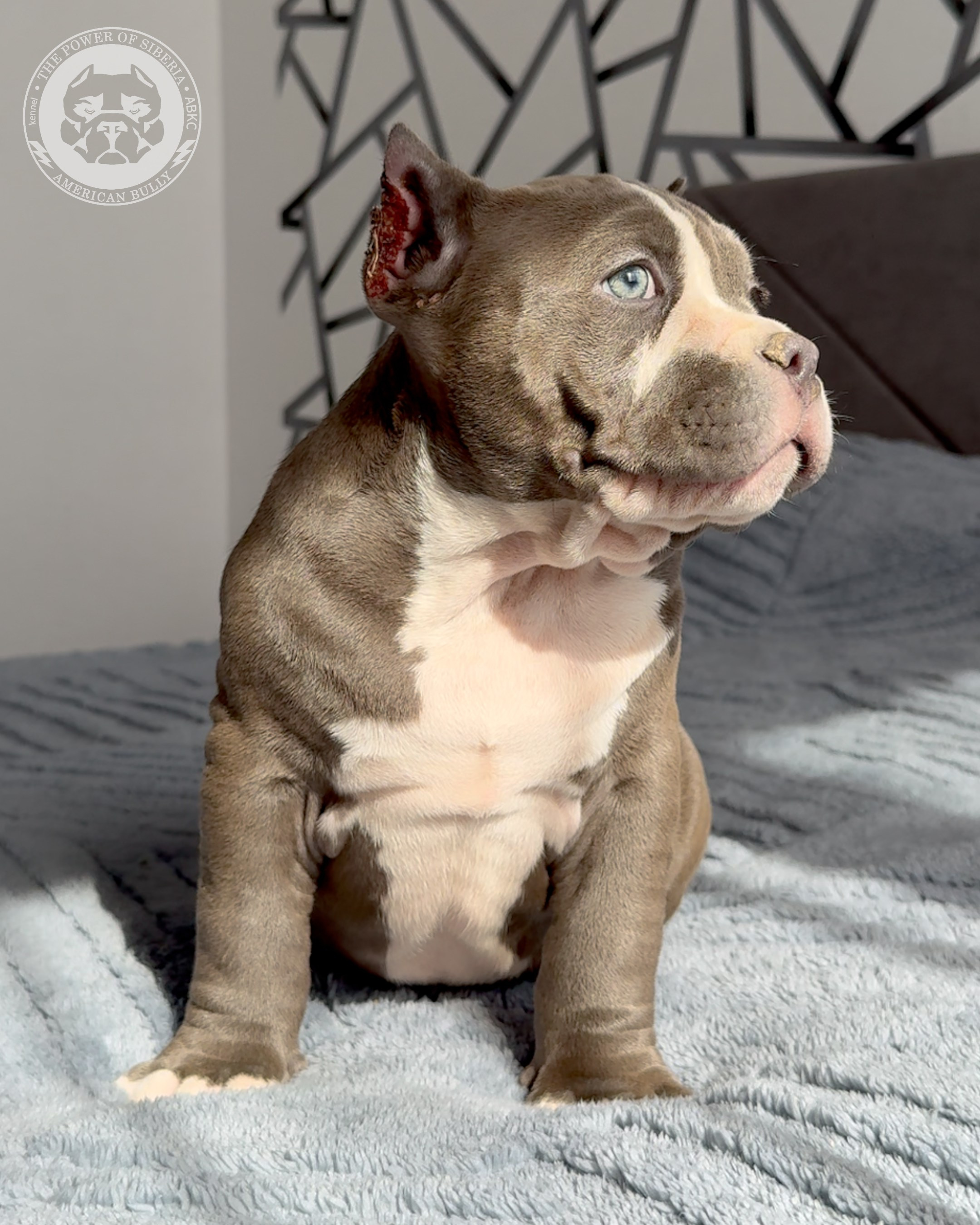 29.12.25-Терри-Локо. Американский Булли в г. Ростов-на-Дону. Питомник THE POWER OF SIBERIA