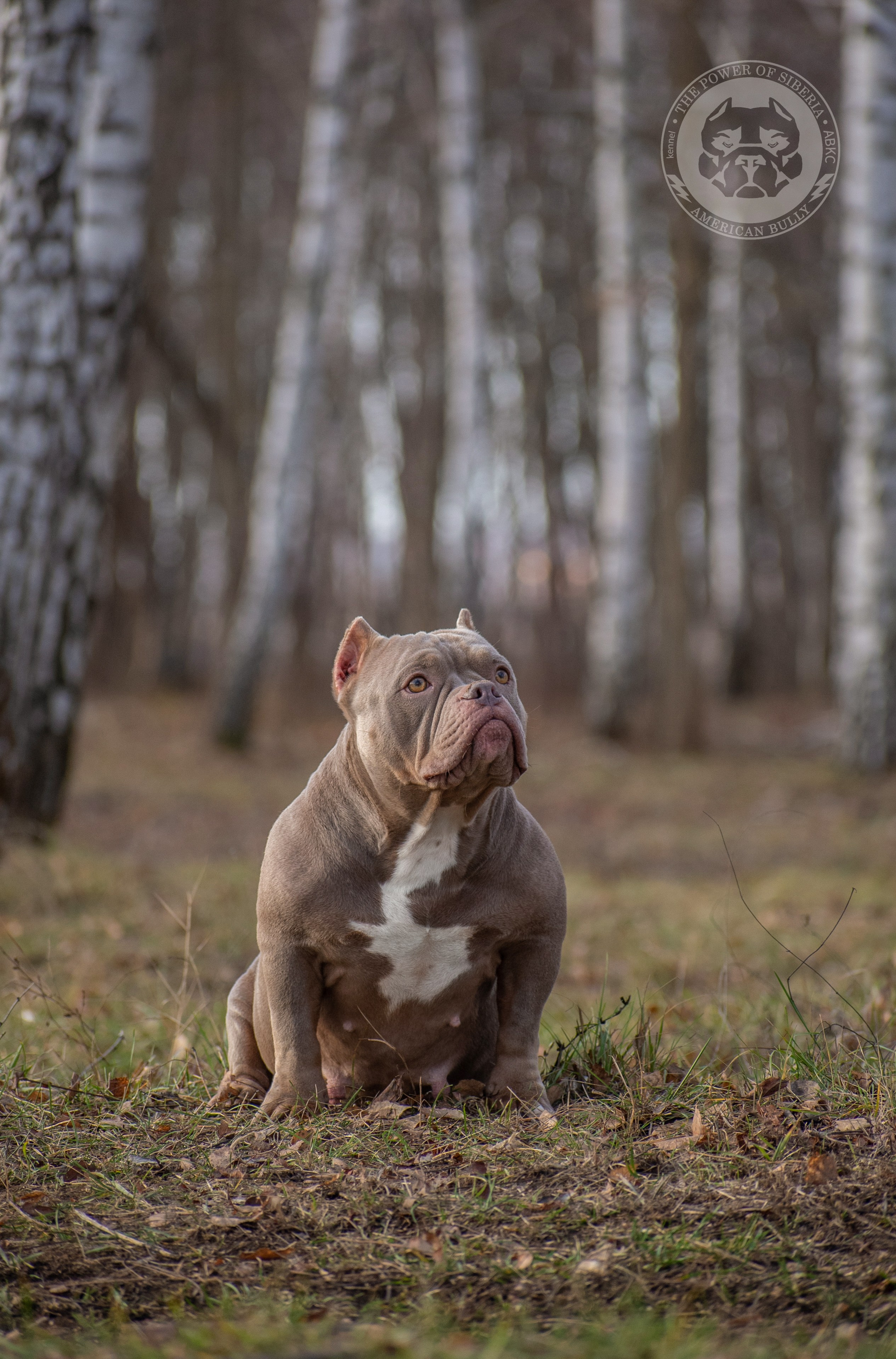 официальный питомник Американских булли в Перми